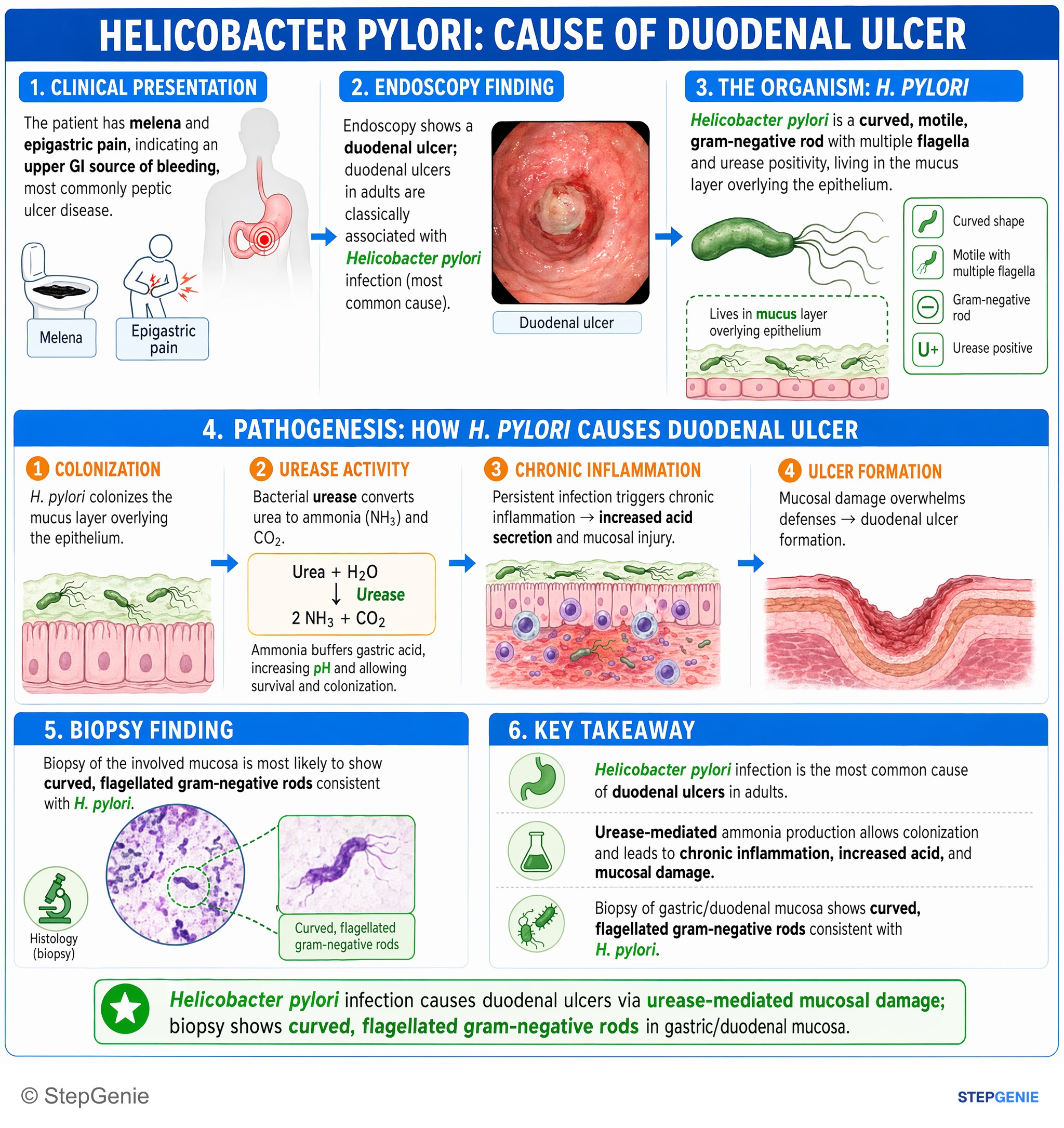 Gastroesophageal disorders — StepGenie USMLE Step 1 explanation infographic