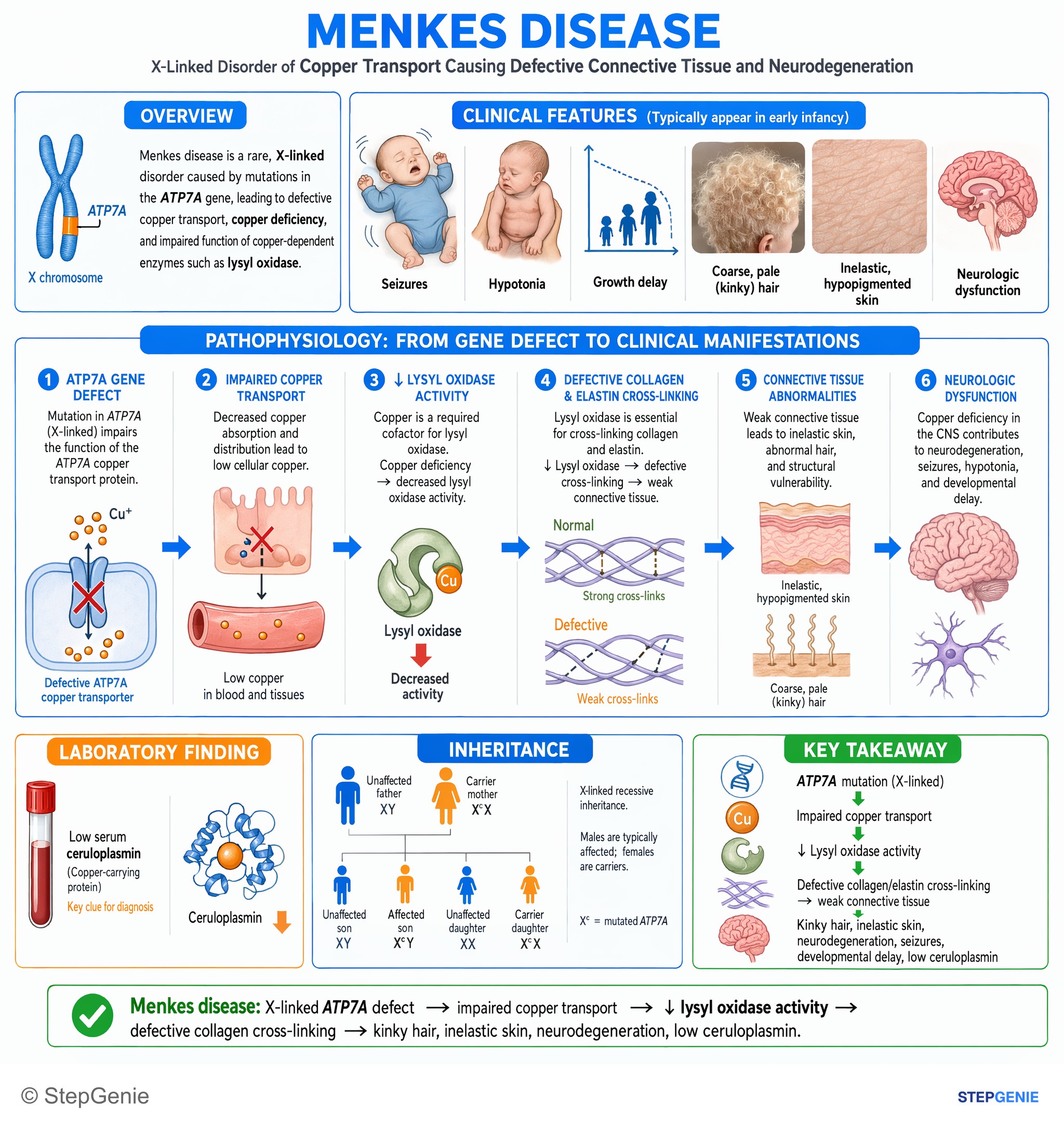 Endocrine, Diabetes & Metabolism — StepGenie USMLE Step 1 explanation infographic