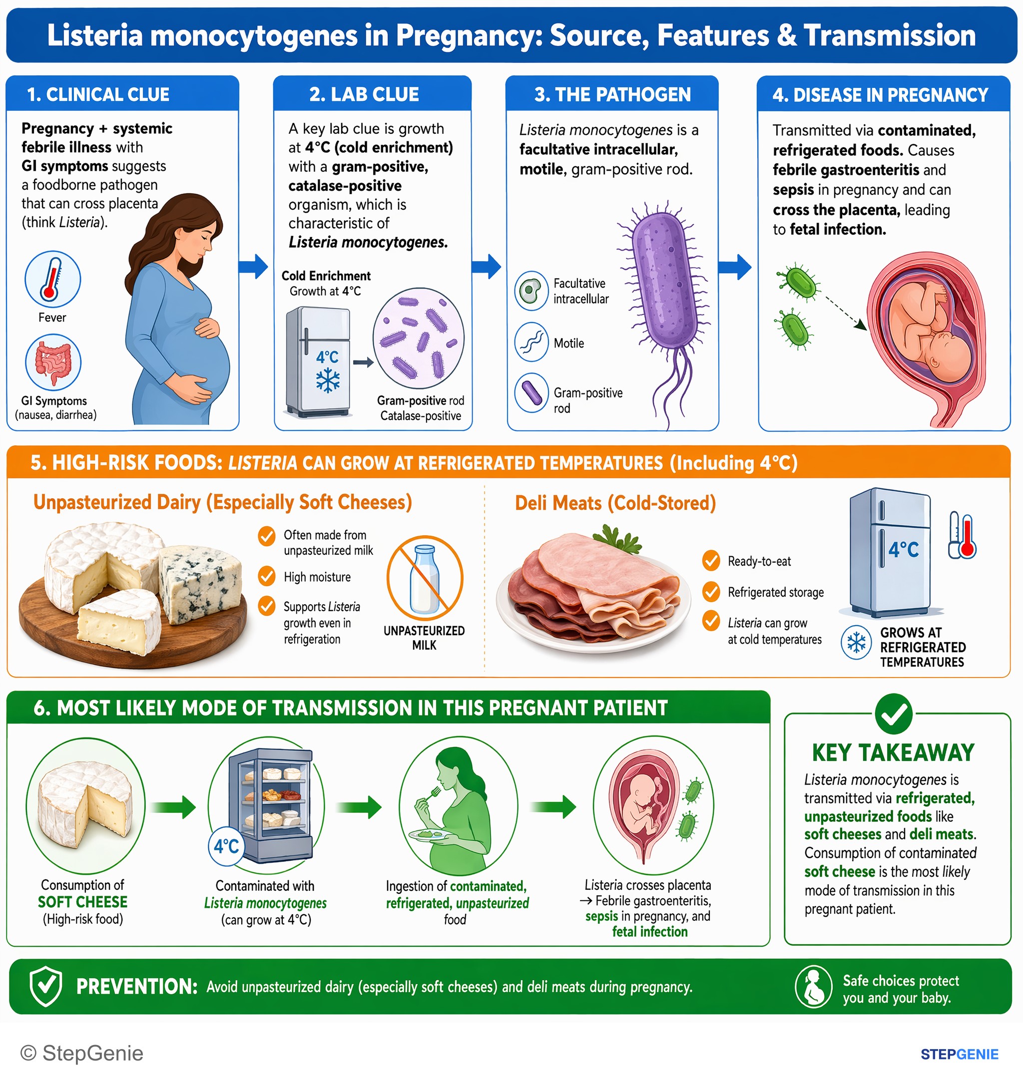 Bacterial infections — StepGenie USMLE Step 1 explanation infographic