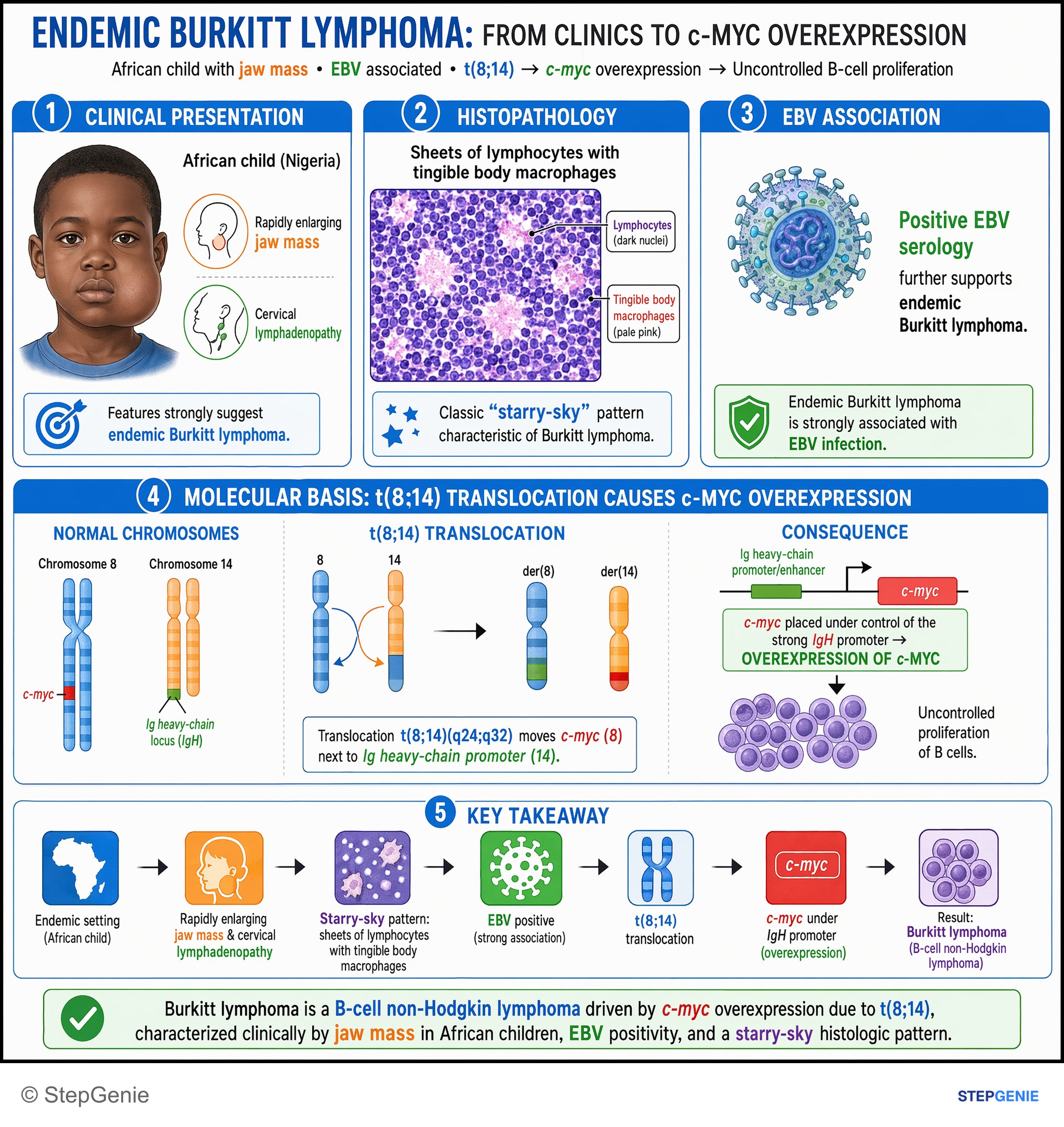 Principles of oncology — StepGenie USMLE Step 1 explanation infographic