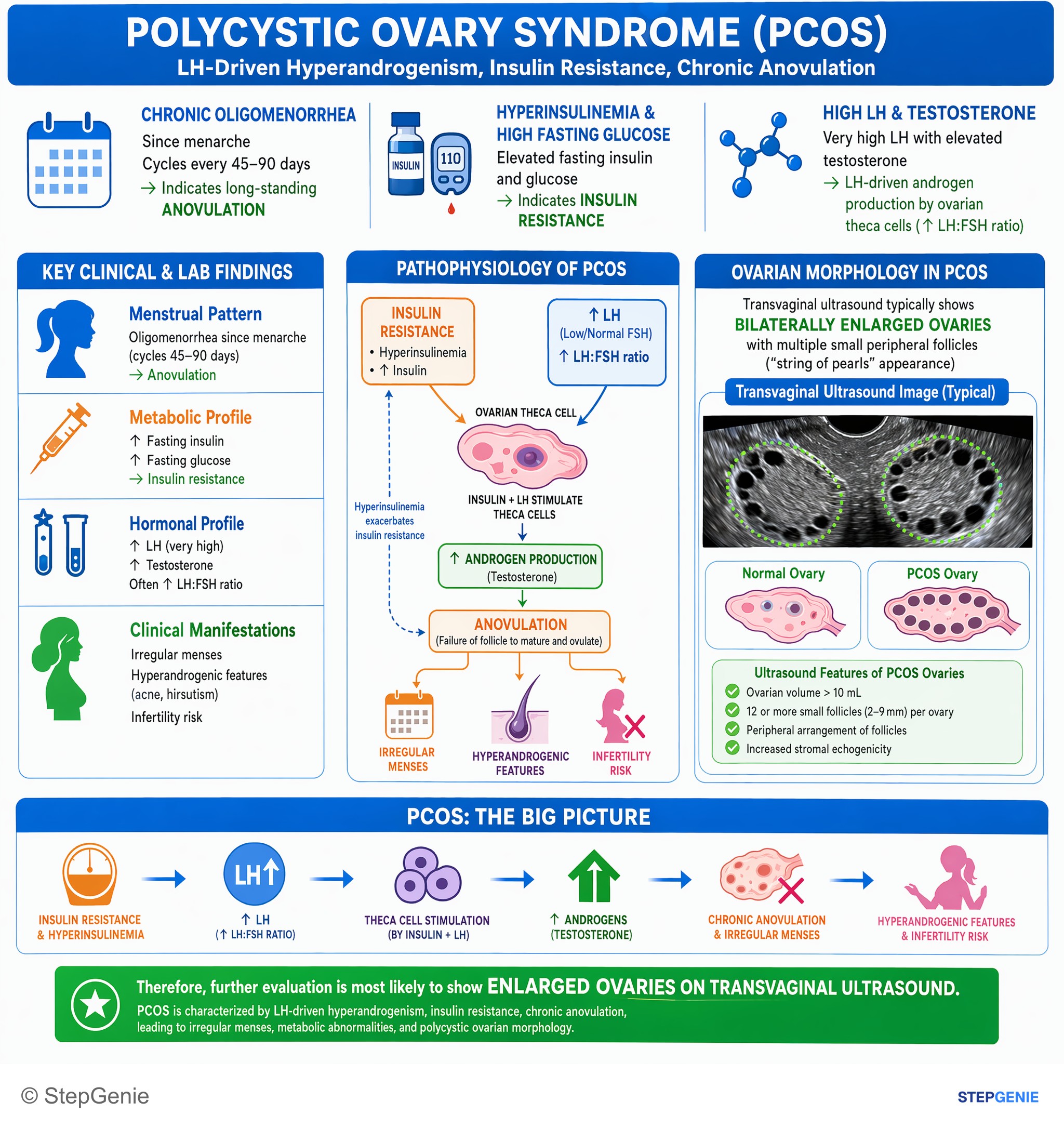 Reproductive endocrinology — StepGenie USMLE Step 1 explanation infographic