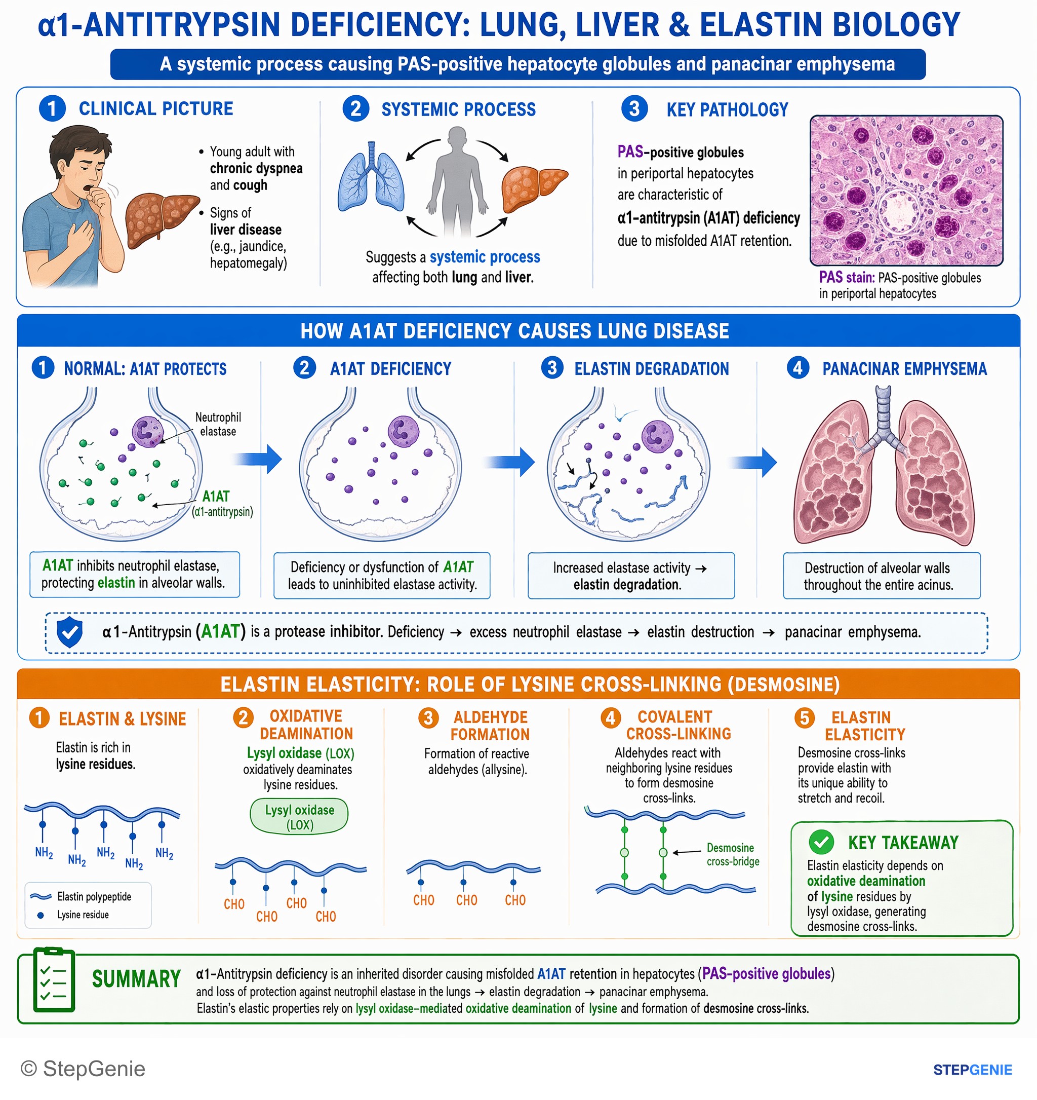 Amino acids, proteins, and enzymes — StepGenie USMLE Step 1 explanation infographic
