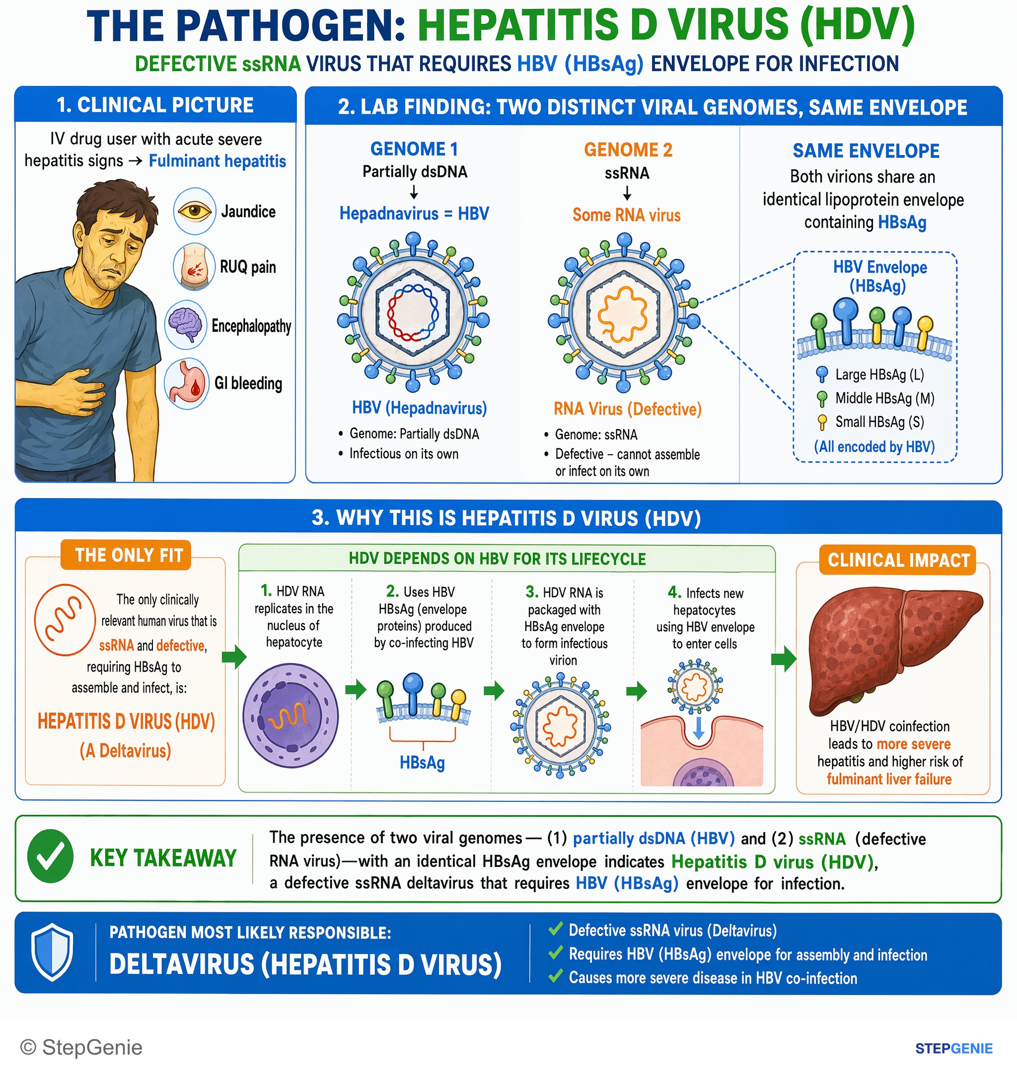 Viral infections — StepGenie USMLE Step 1 explanation infographic