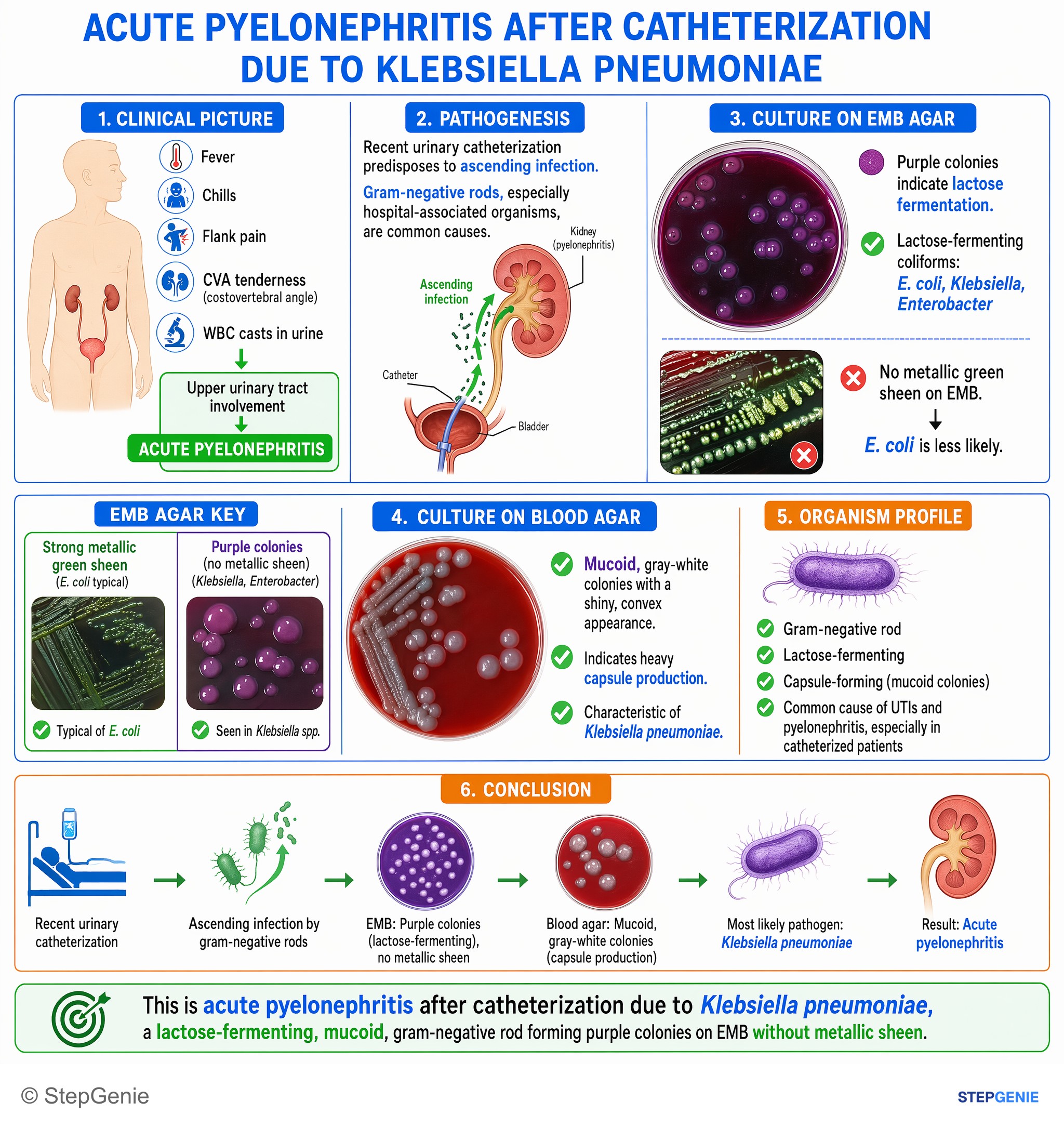 Bacterial infections — StepGenie USMLE Step 1 explanation infographic