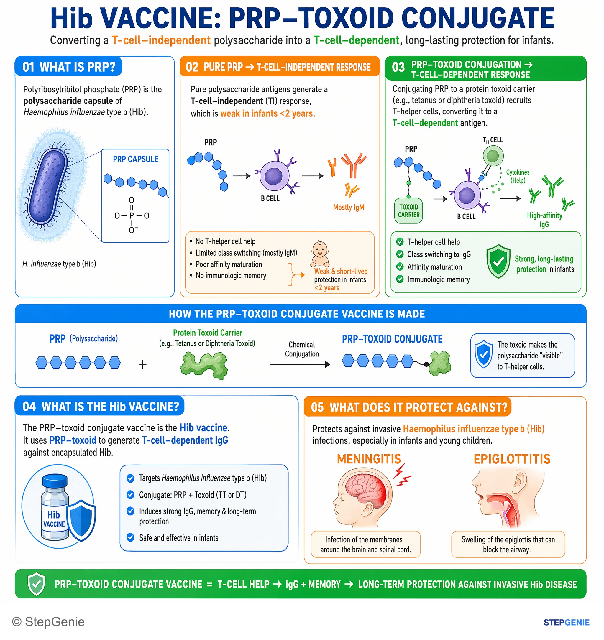 Bacterial infections — StepGenie USMLE Step 1 explanation infographic
