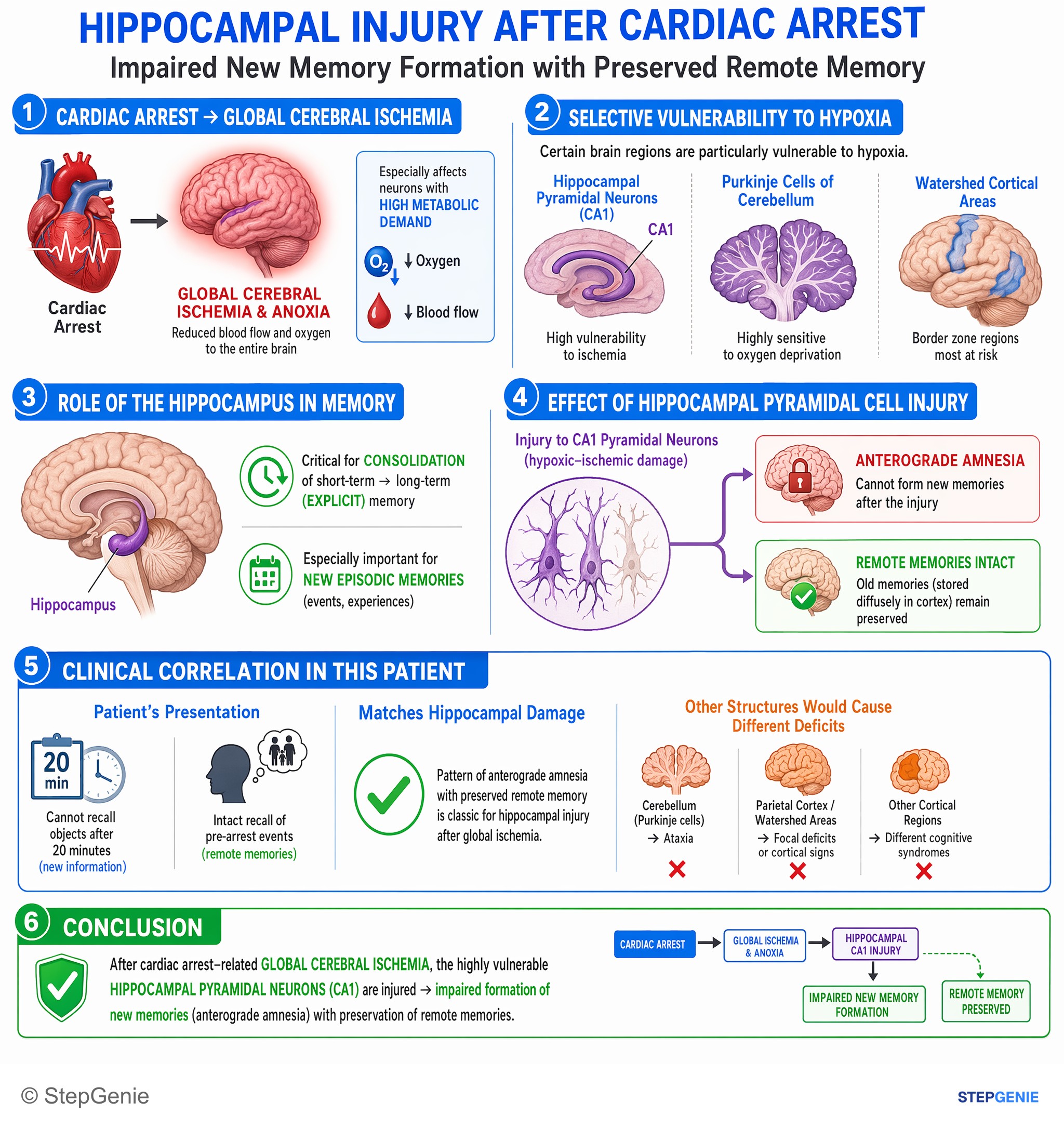 Normal structure and function of the nervous system — StepGenie USMLE Step 1 explanation infographic