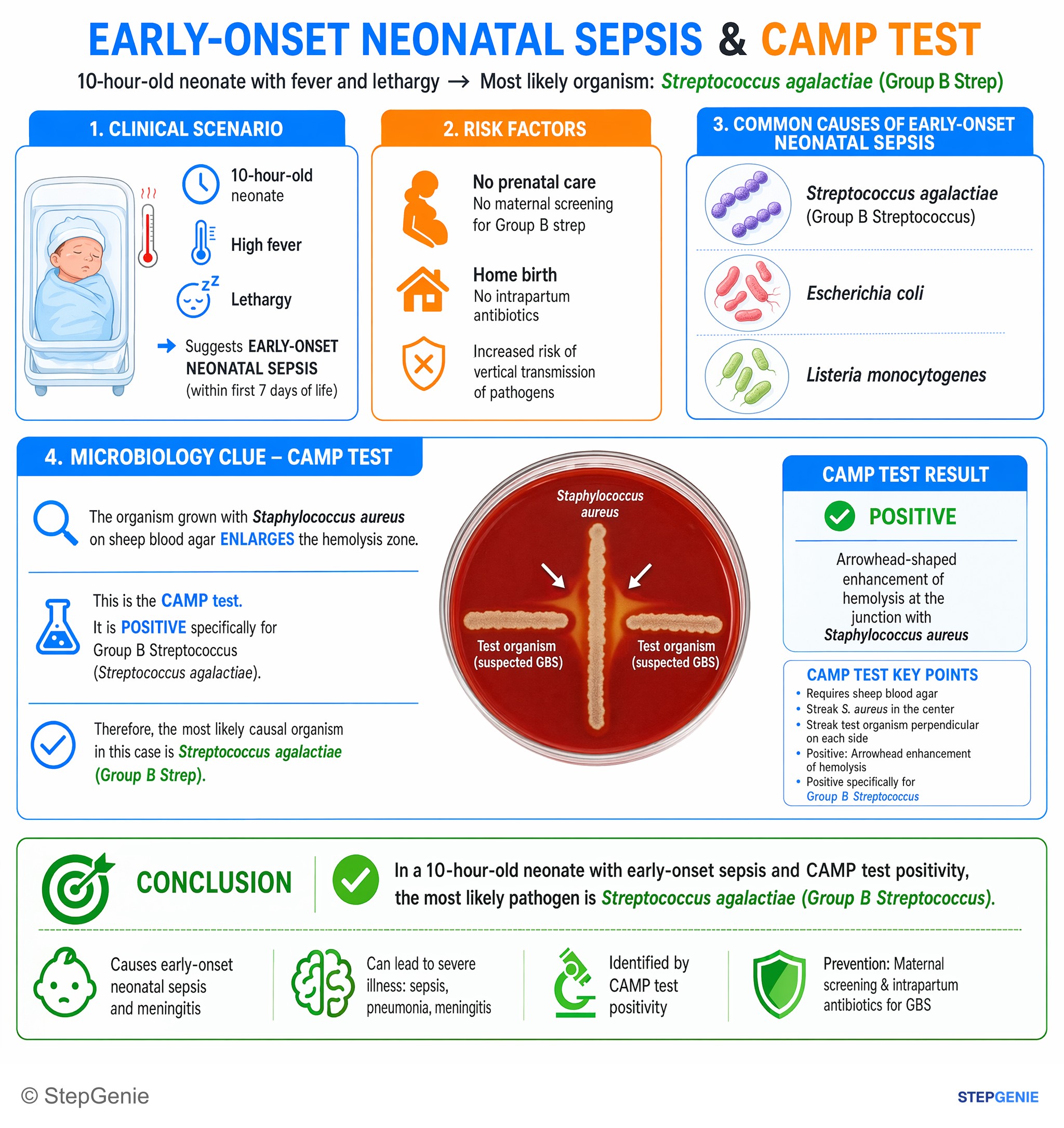 Bacterial infections — StepGenie USMLE Step 1 explanation infographic