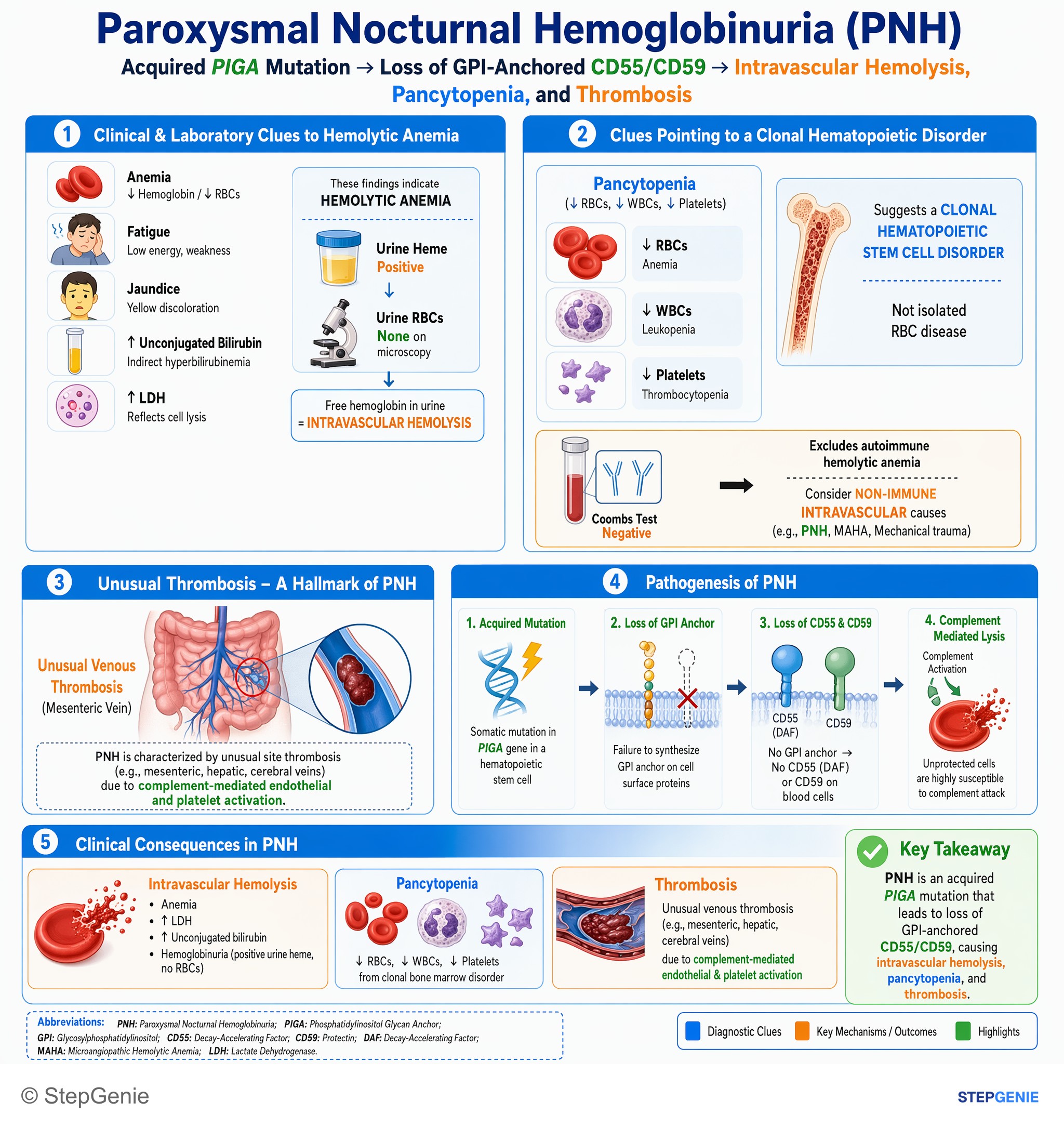 Hemolytic disorders — StepGenie USMLE Step 1 explanation infographic