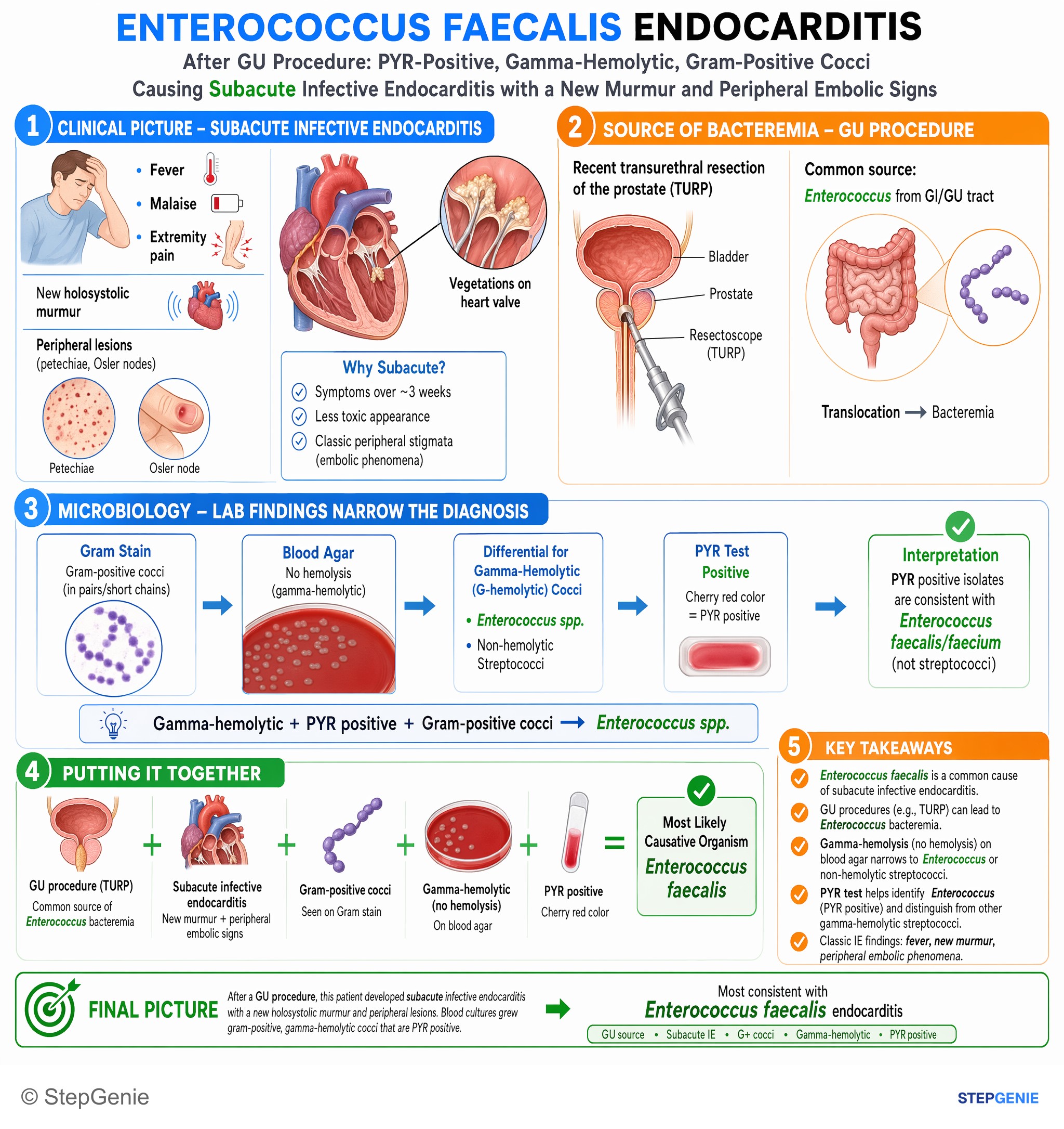 Infections / infection-related conditions — StepGenie USMLE Step 1 explanation infographic