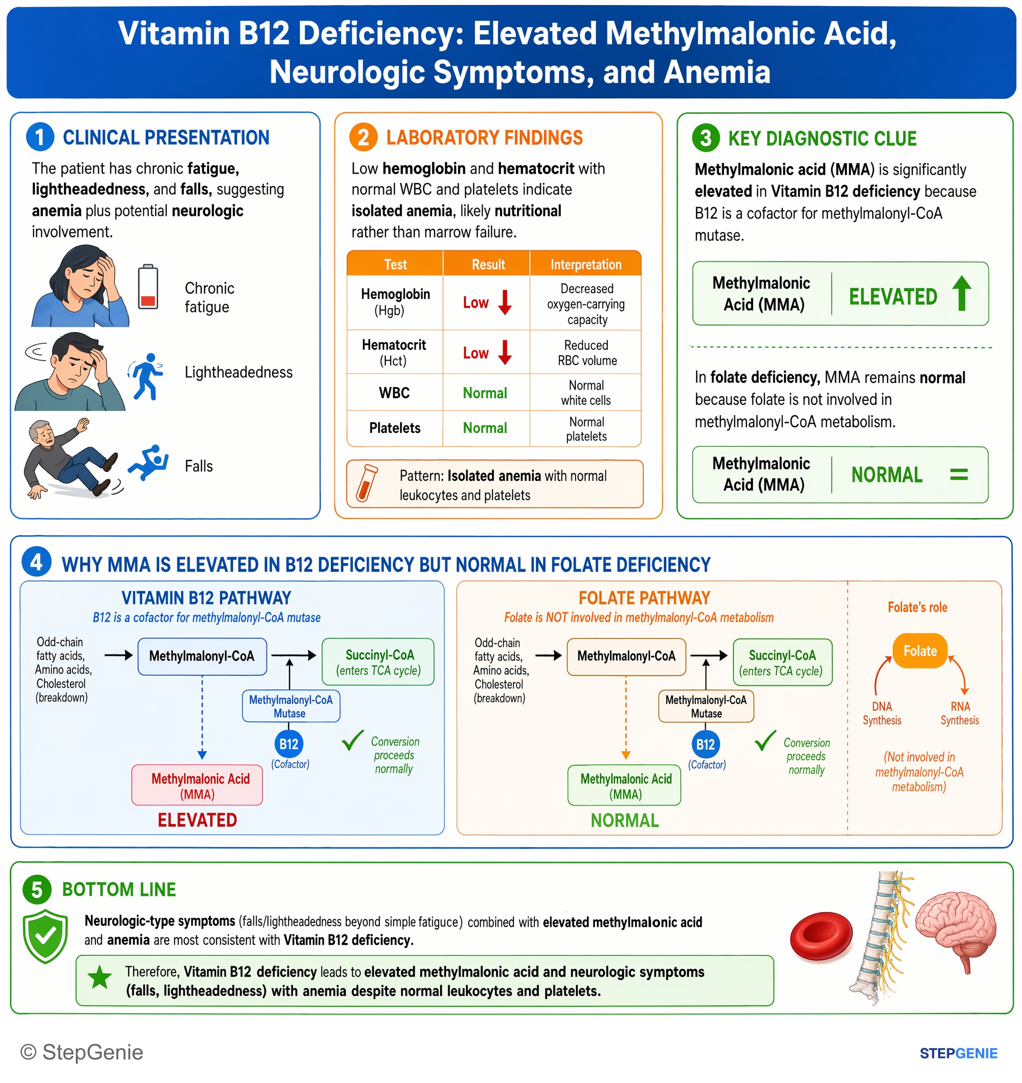 Disorders of RBCs and hemoglobin — StepGenie USMLE Step 1 explanation infographic