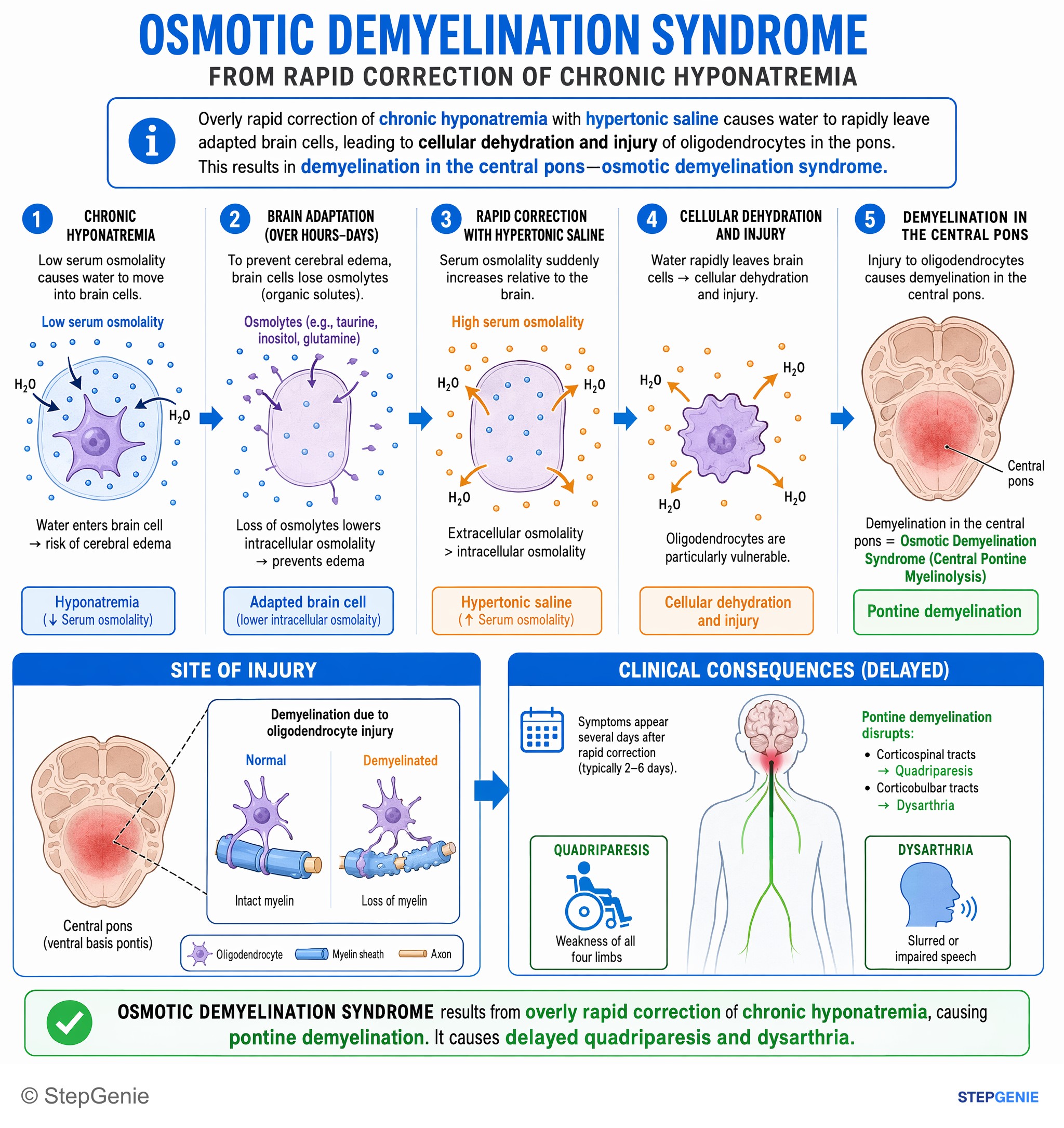 Miscellaneous — StepGenie USMLE Step 1 explanation infographic