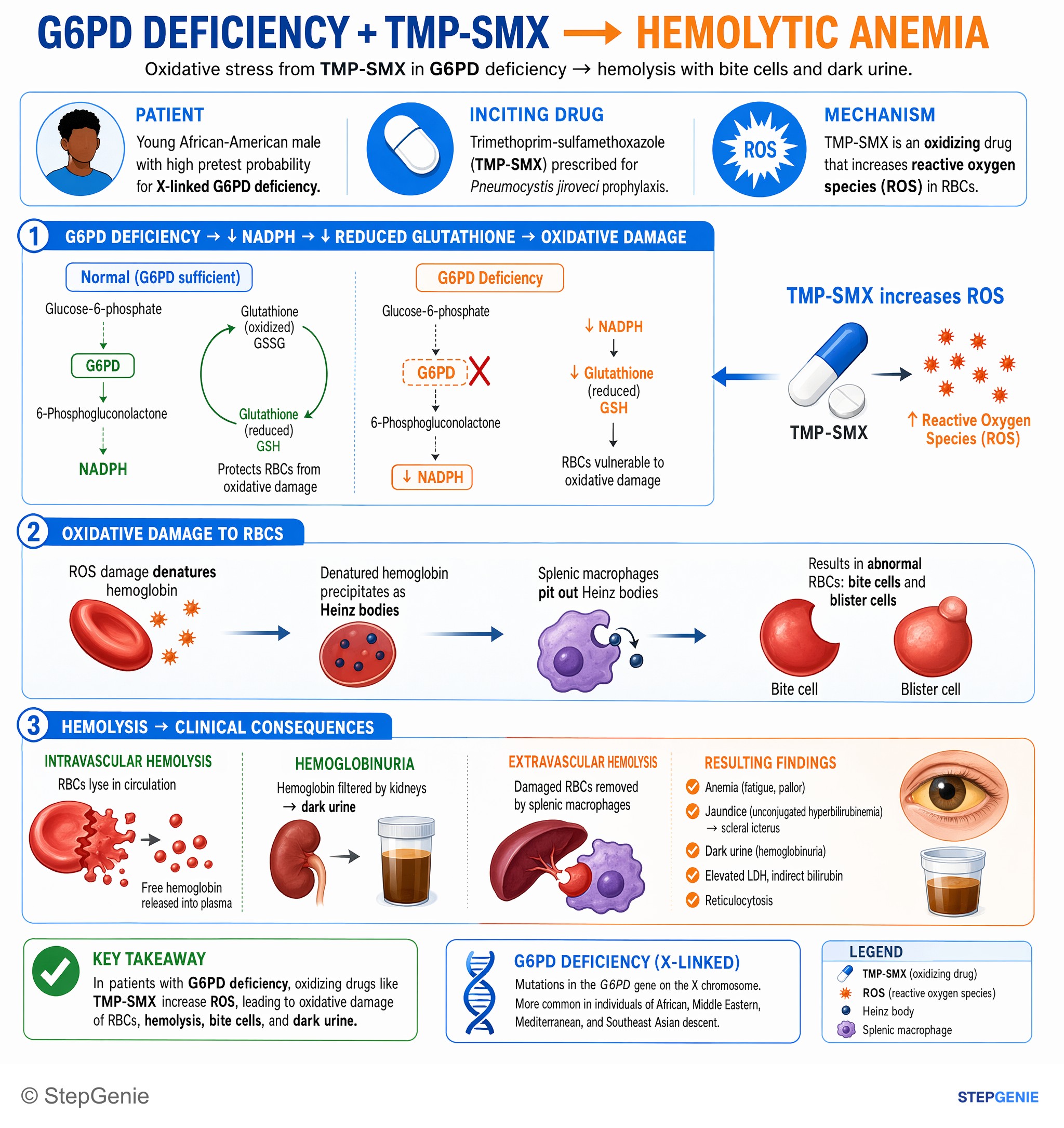 Hemolytic disorders — StepGenie USMLE Step 1 explanation infographic