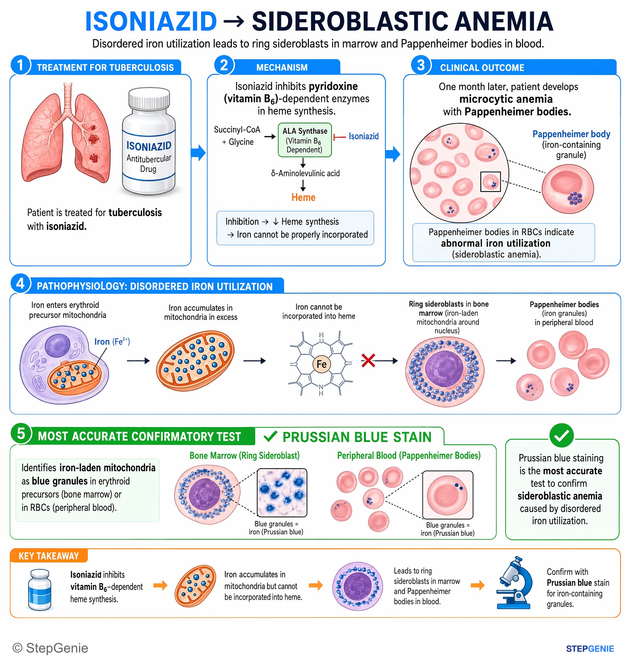 Disorders of RBCs and hemoglobin — StepGenie USMLE Step 1 explanation infographic