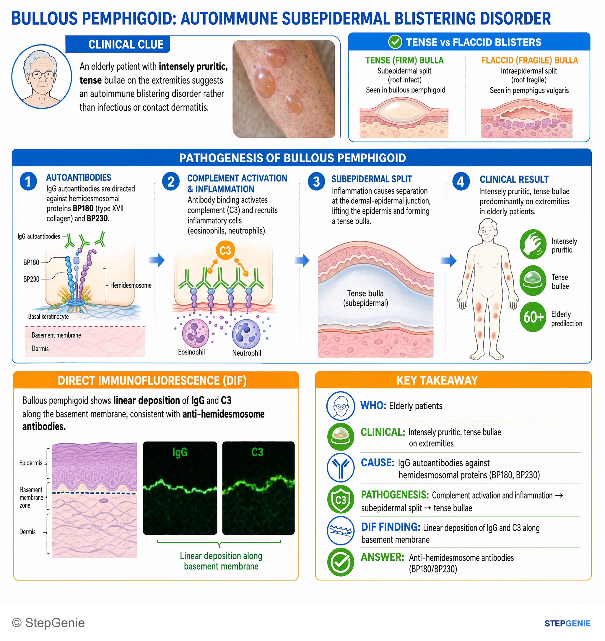 Everything You Need to Know About Pemphigus vulgaris vs bullous ...