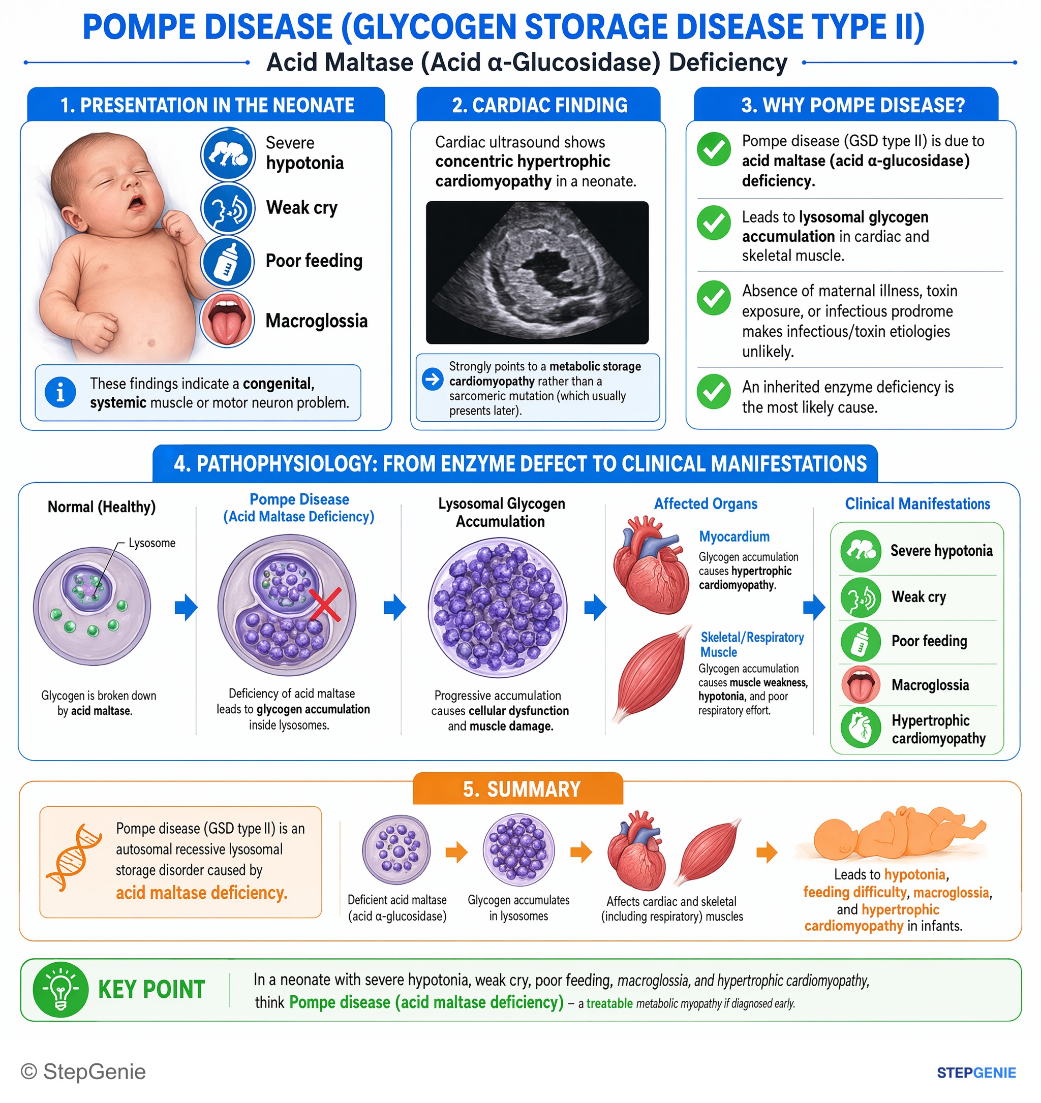 Congenital and developmental anomalies — StepGenie USMLE Step 1 explanation infographic