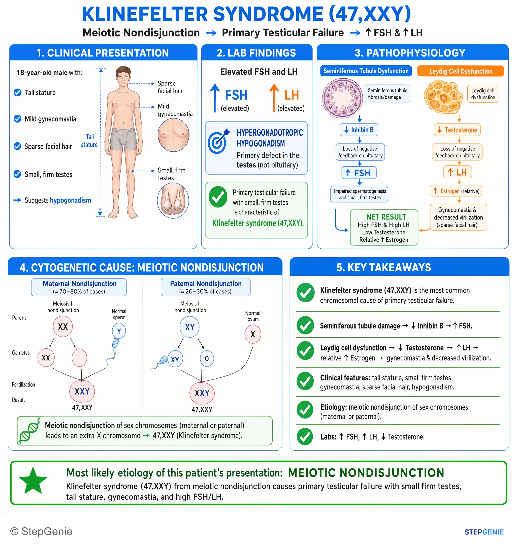 Disorders of the male reproductive system — StepGenie USMLE Step 1 explanation infographic