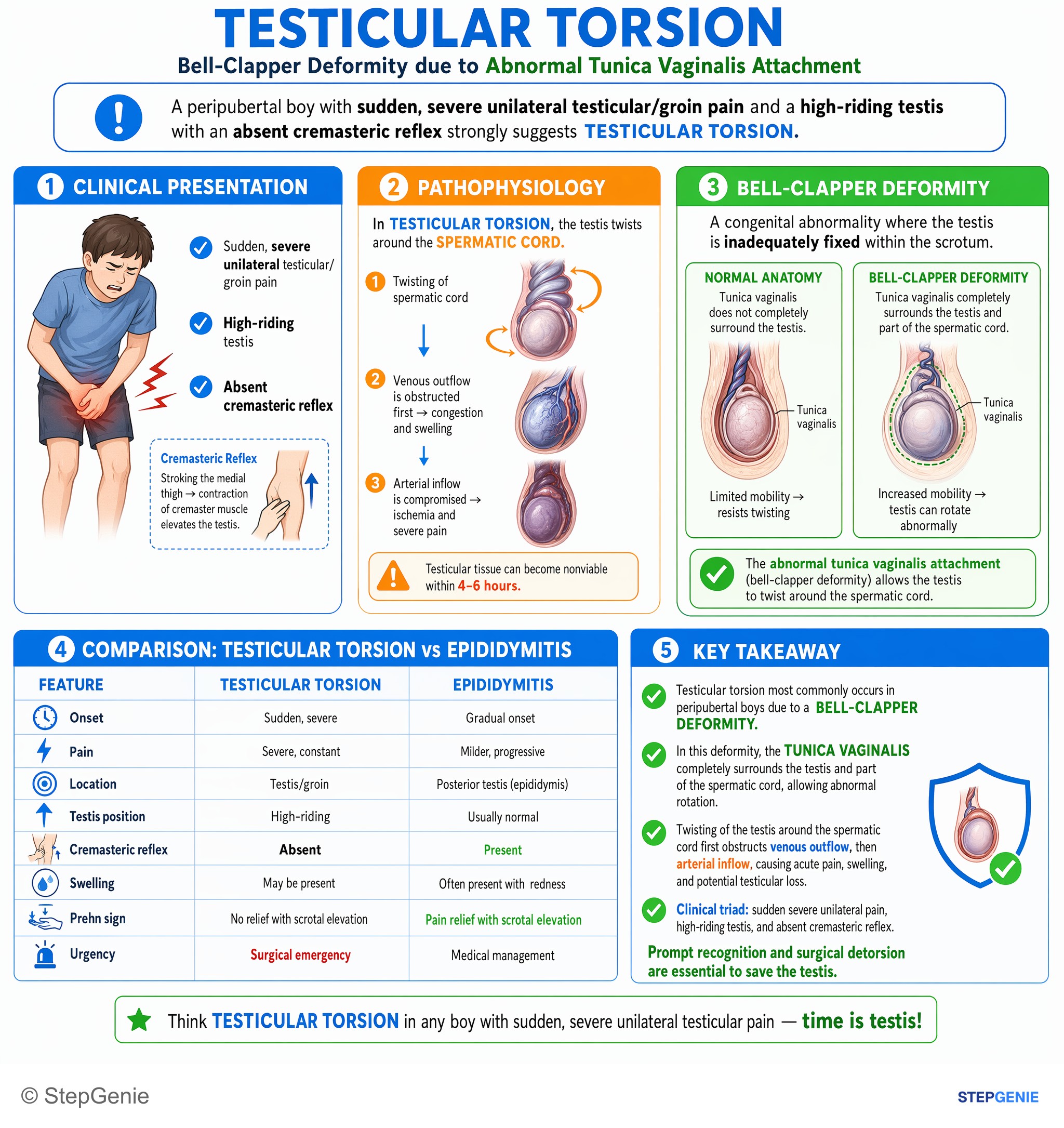 Disorders of the male reproductive system — StepGenie USMLE Step 1 explanation infographic