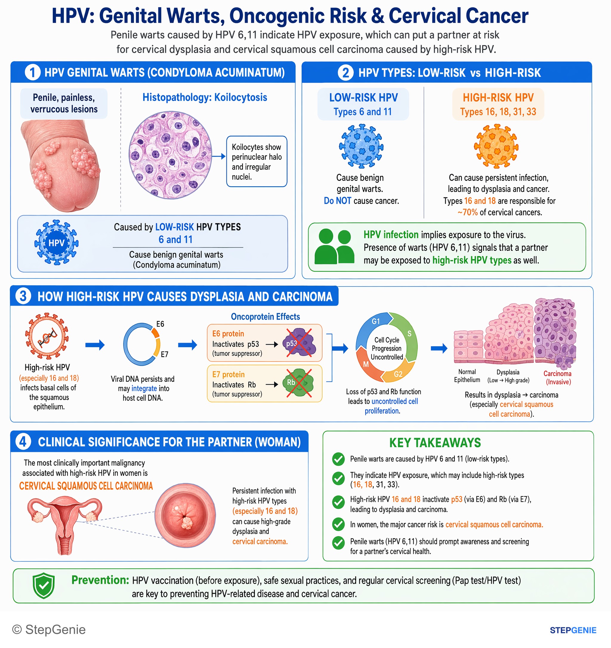 Viral infections — StepGenie USMLE Step 1 explanation infographic