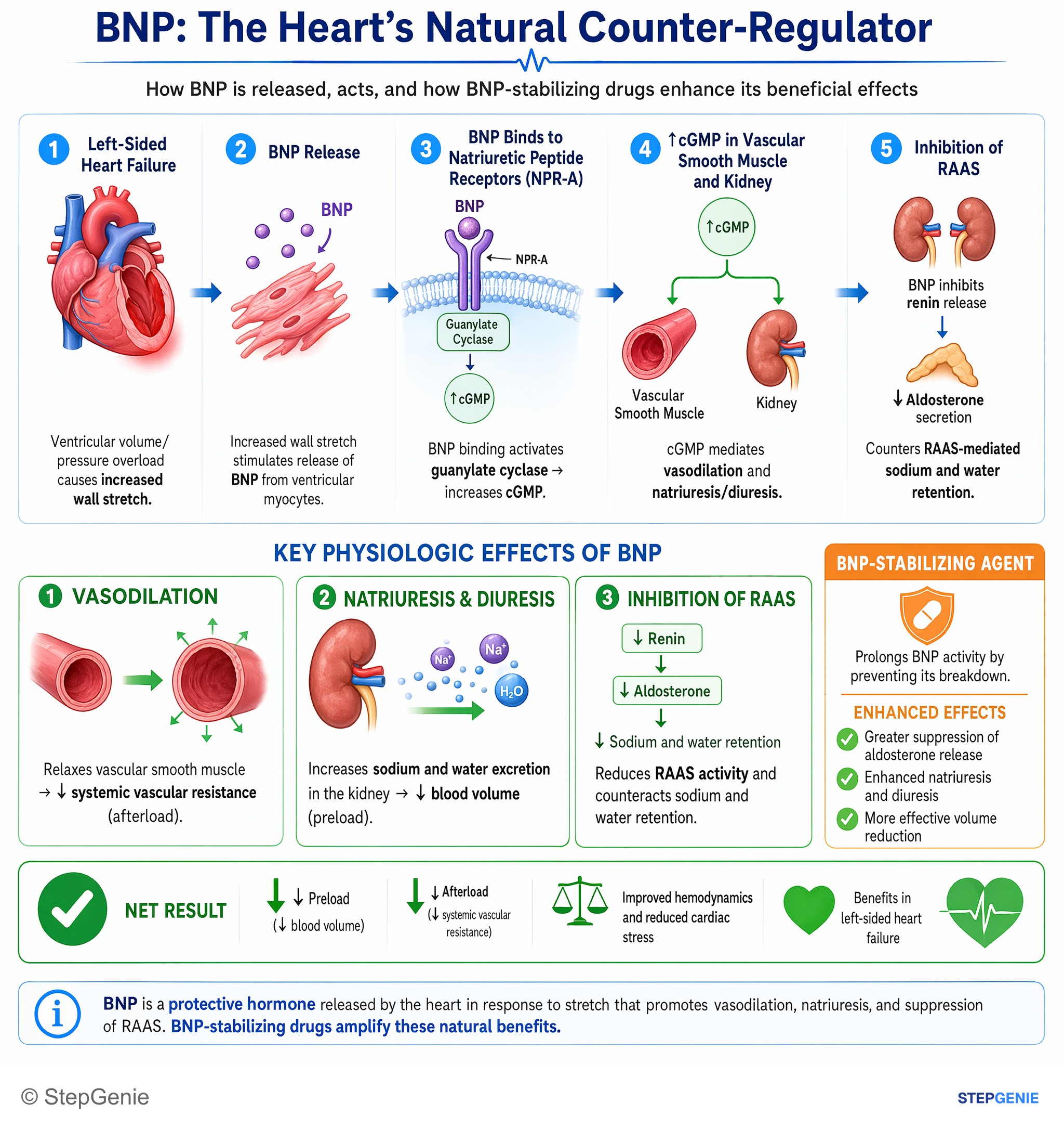 Cardiovascular drugs — StepGenie USMLE Step 1 explanation infographic