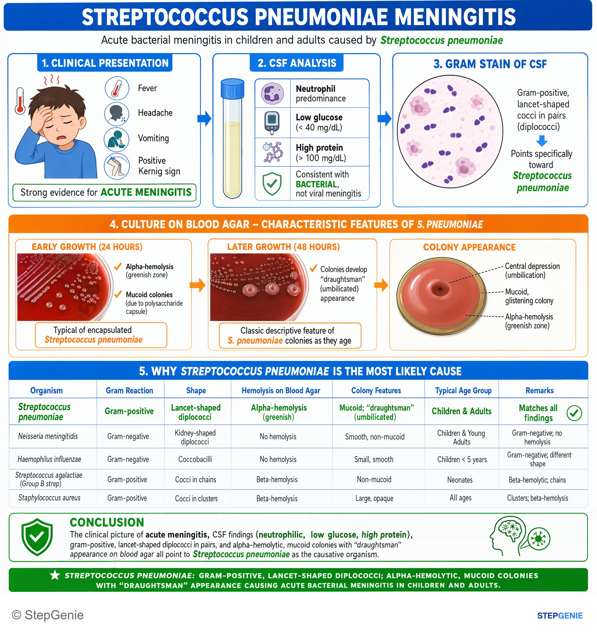 Bacterial infections — StepGenie USMLE Step 1 explanation infographic