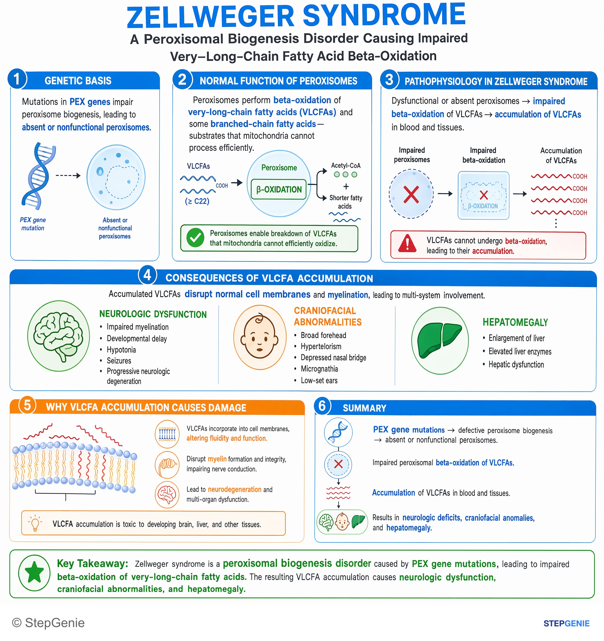 Organellar function — StepGenie USMLE Step 1 explanation infographic