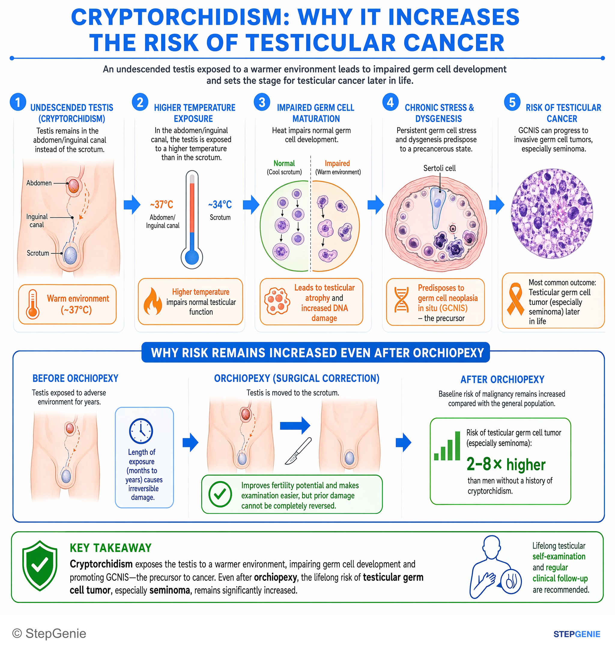 Disorders of the male reproductive system — StepGenie USMLE Step 1 explanation infographic