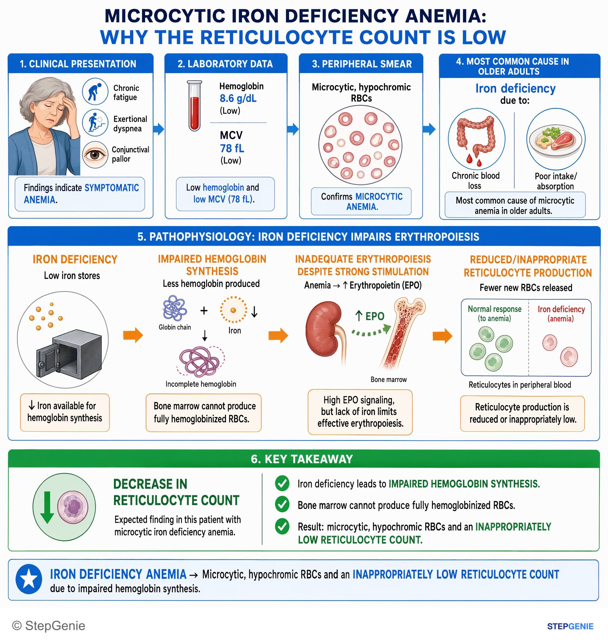 Disorders of RBCs and hemoglobin — StepGenie USMLE Step 1 explanation infographic