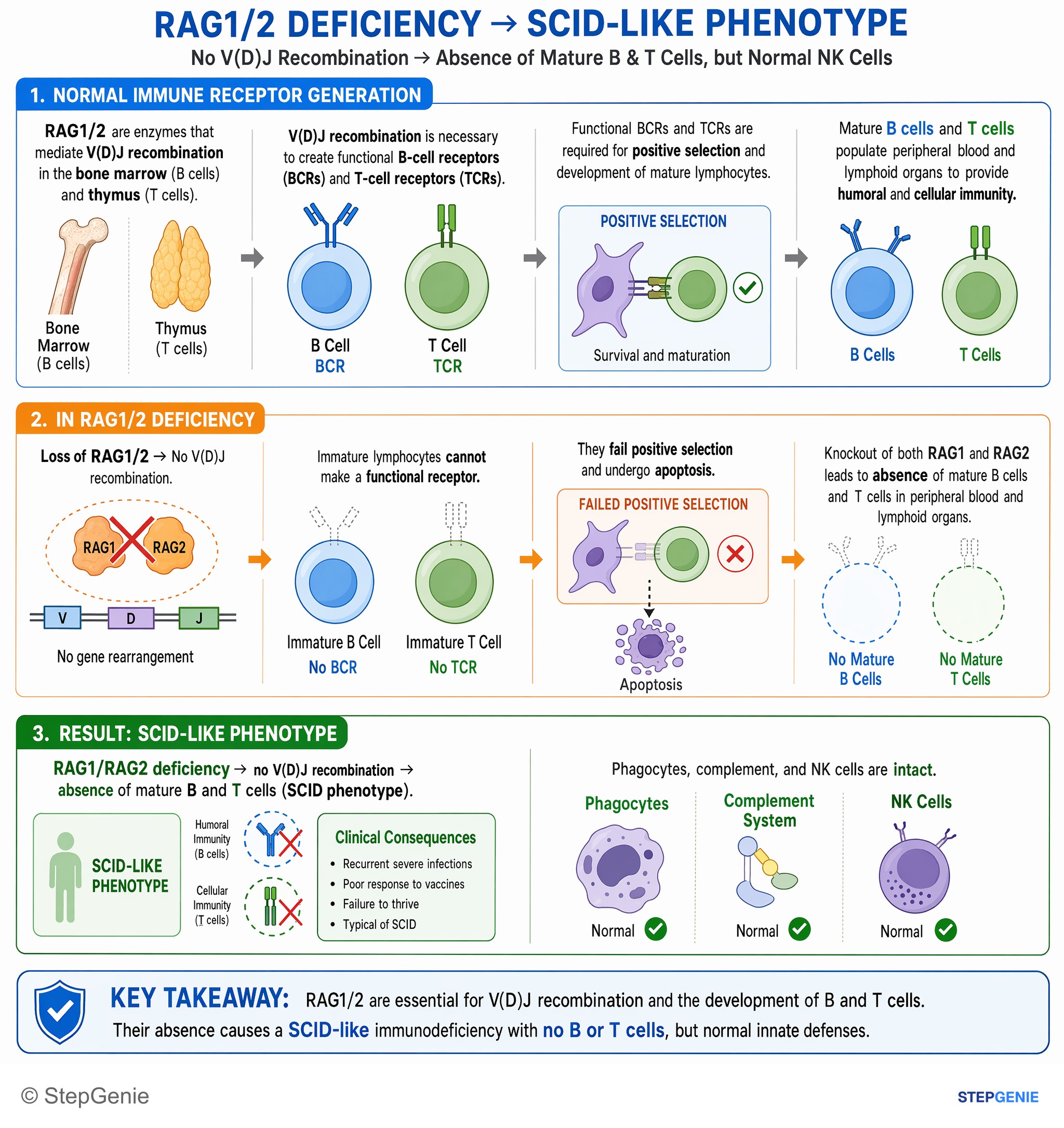 General Cell function — StepGenie USMLE Step 1 explanation infographic