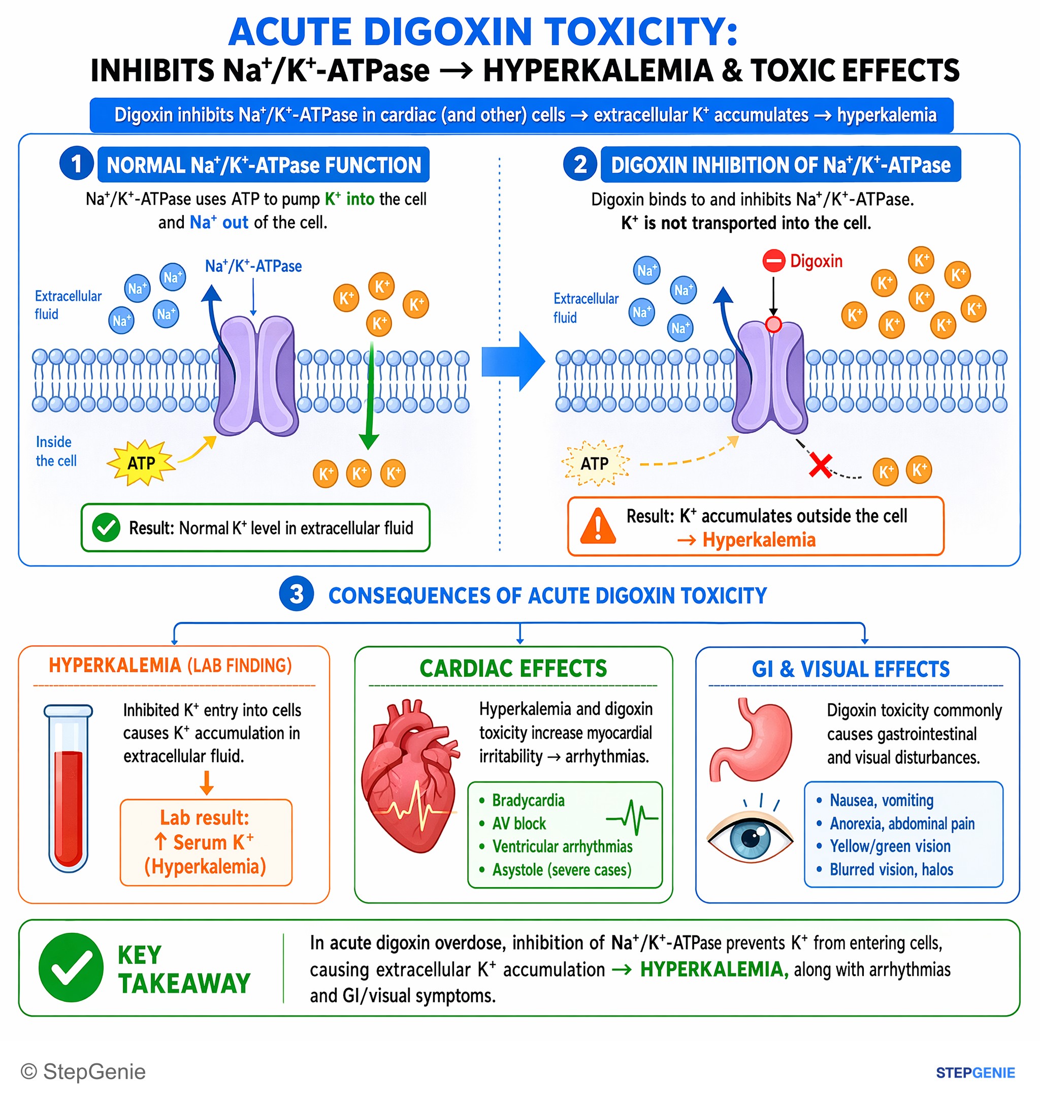 Cardiovascular drugs — StepGenie USMLE Step 1 explanation infographic