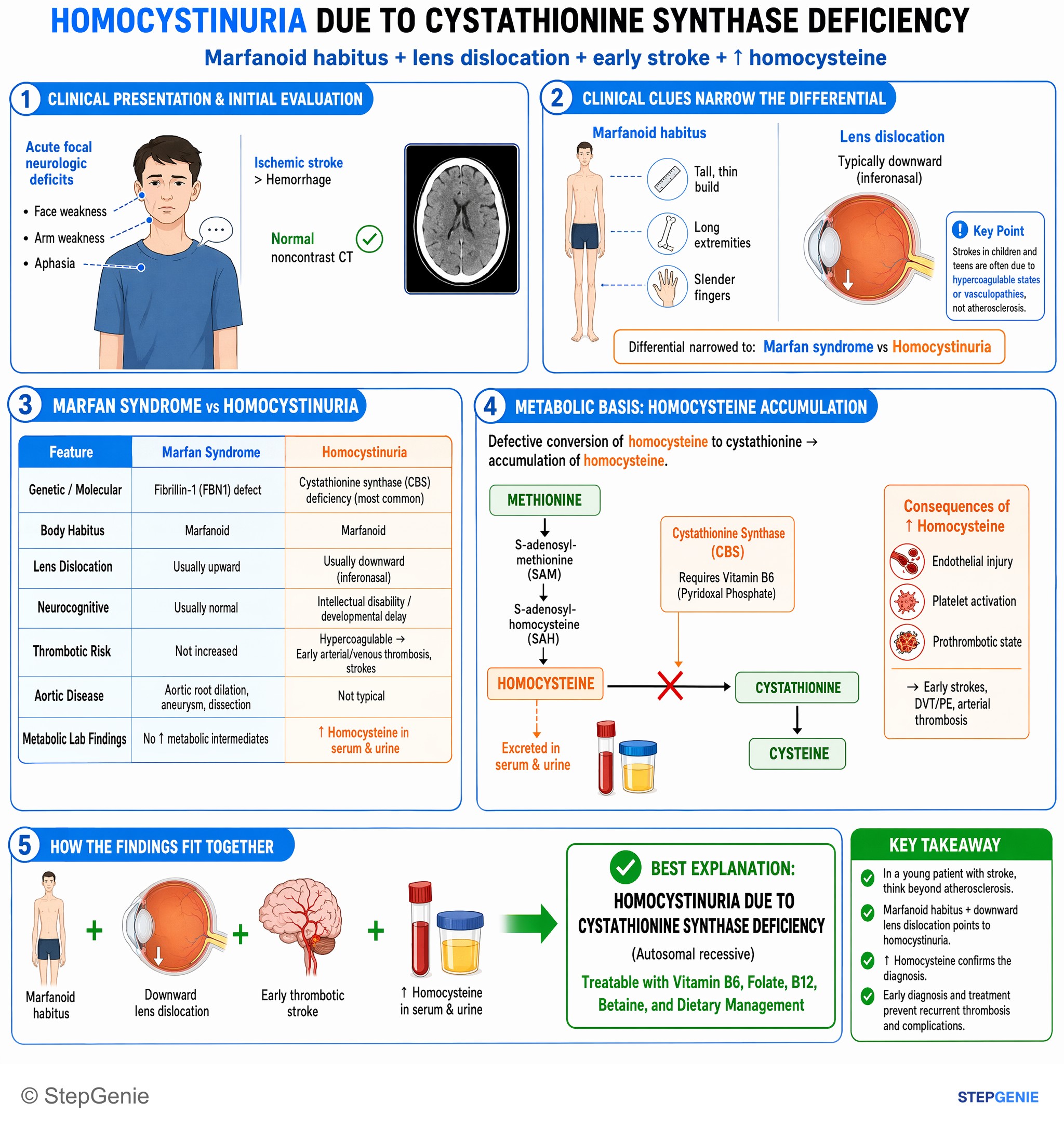 Normal structure and function of the nervous system — StepGenie USMLE Step 1 explanation infographic