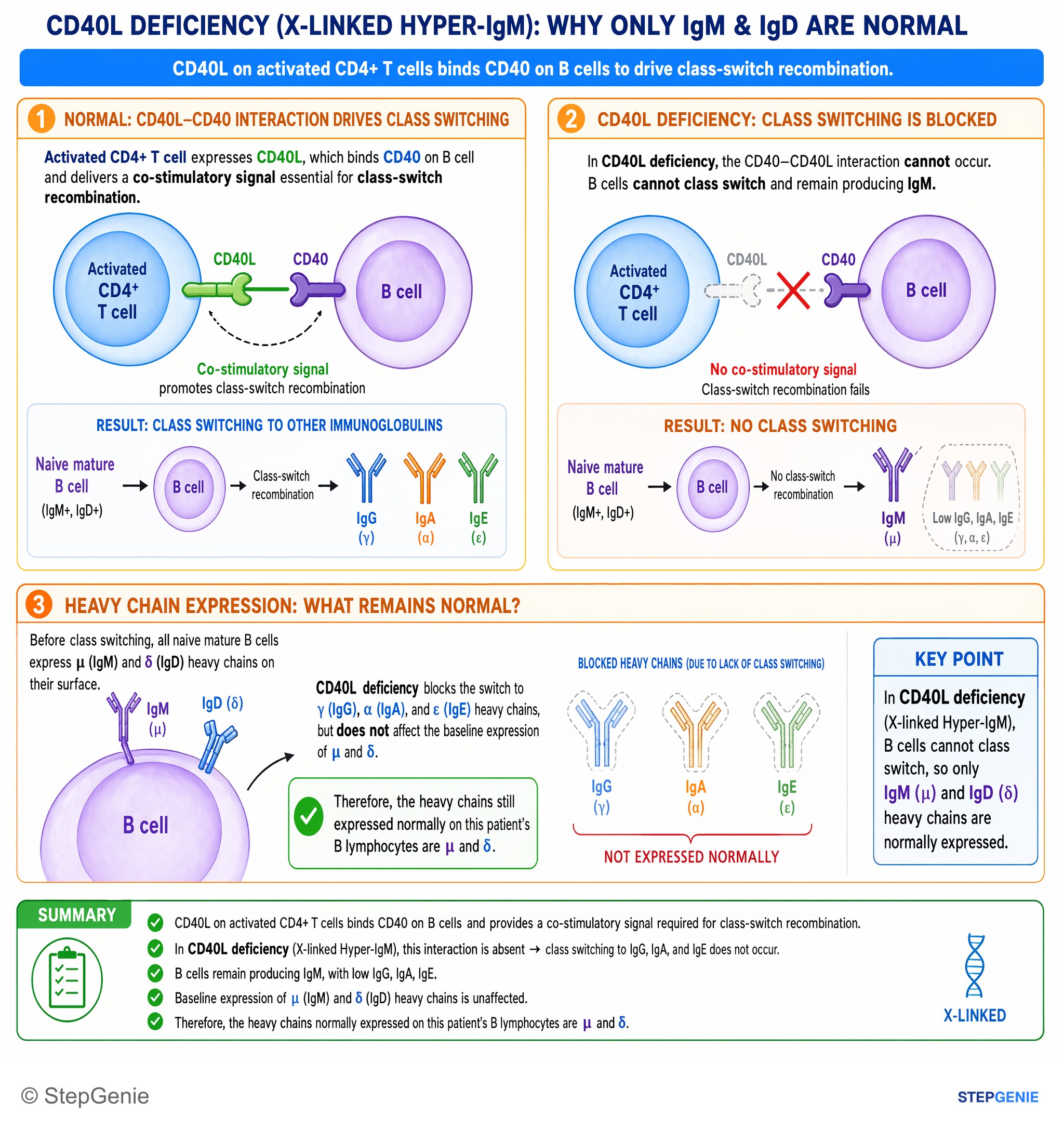 Cell-mediated immunity and disorders — StepGenie USMLE Step 1 explanation infographic