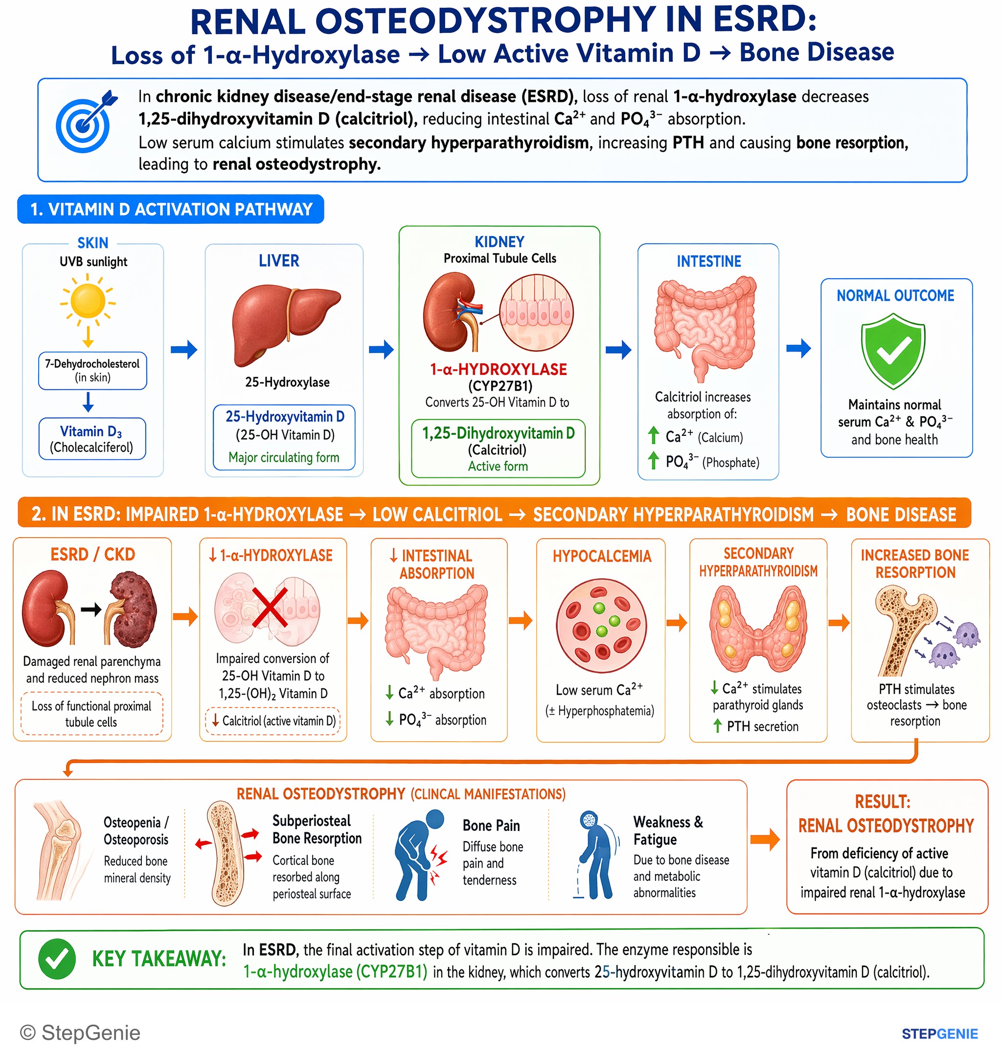 PTH, Ca, PO4, ALP, Vit D stuff — StepGenie USMLE Step 1 explanation infographic
