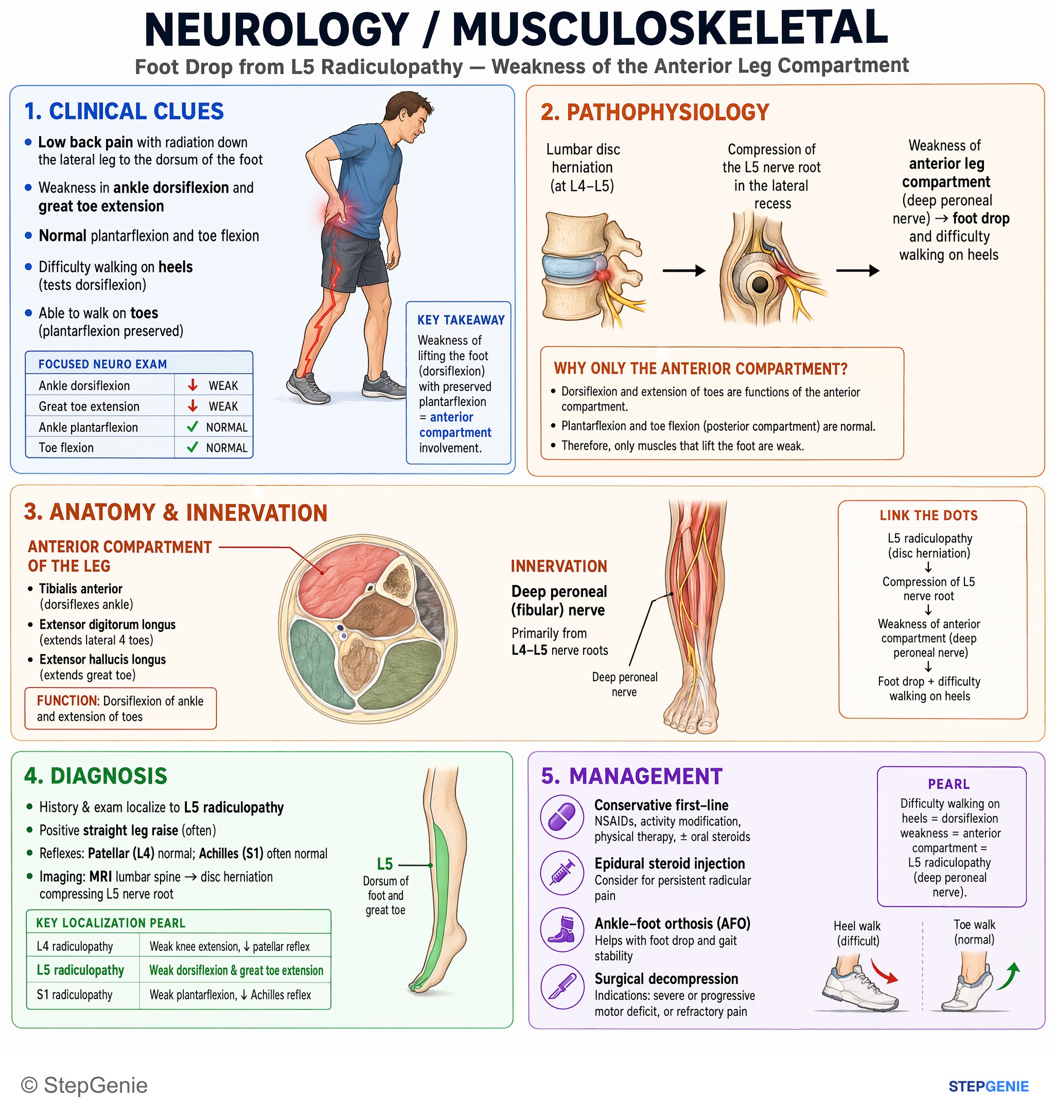 Lower limb nerves — StepGenie USMLE Step 1 explanation infographic