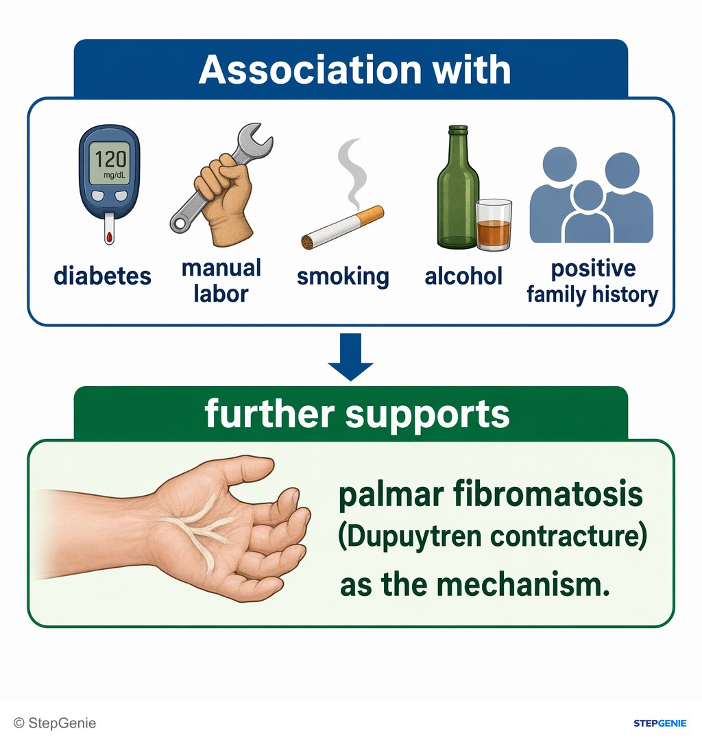 Reasoning step 5: Association with diabetes, manual labor, smoking, alcohol and positive family history further supports palmar fibromatosis (Dupuytren contracture)…