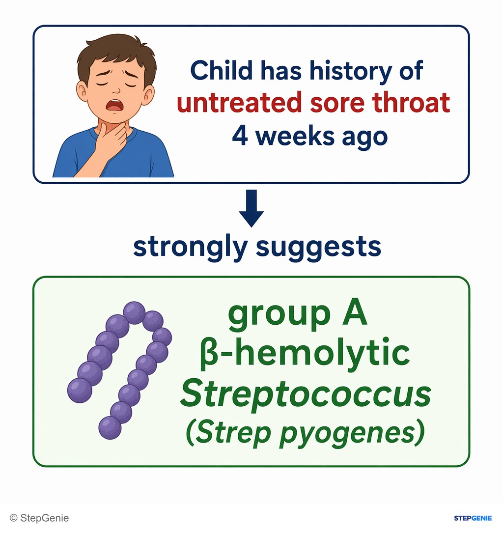 Reasoning step 1: Child has history of untreated sore throat 4 weeks ago → strongly suggests group A β-hemolytic Streptococcus (Strep pyogenes) pharyngitis.