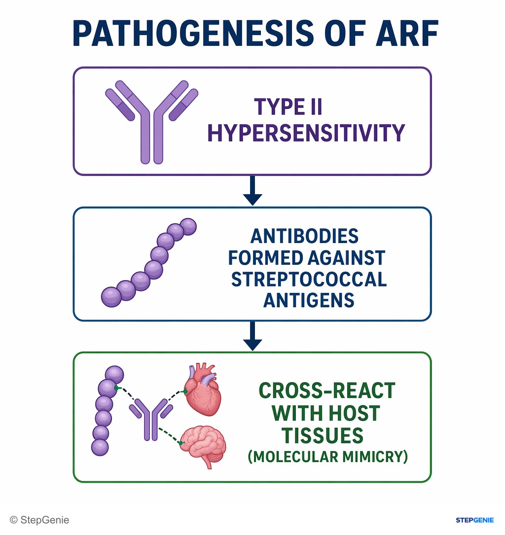 Reasoning step 4: Pathogenesis of ARF: type II hypersensitivity with antibodies formed against streptococcal antigens that cross-react with host tissues (molecular…