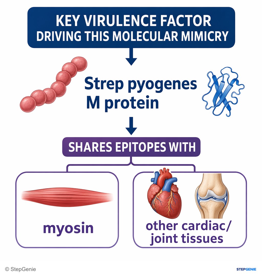 Reasoning step 5: The key virulence factor driving this molecular mimicry is Strep pyogenes M protein, which shares epitopes with myosin and other cardiac/joint…