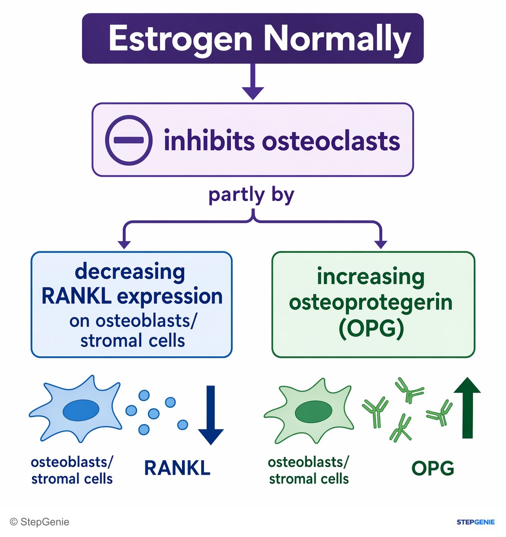 Reasoning step 2: Estrogen normally inhibits osteoclasts partly by decreasing RANKL expression on osteoblasts/stromal cells and increasing osteoprotegerin (OPG).