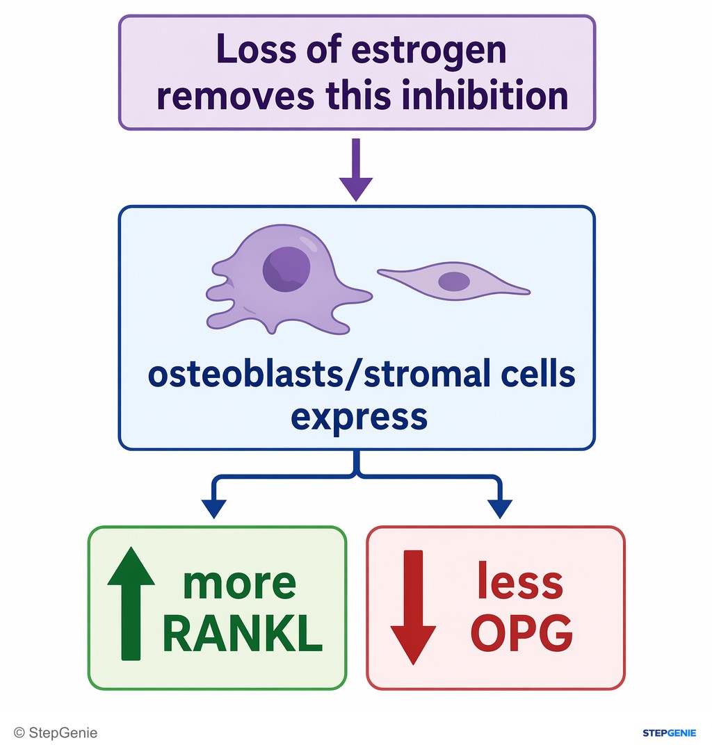 Reasoning step 3: Loss of estrogen removes this inhibition → osteoblasts/stromal cells express more RANKL and less OPG.