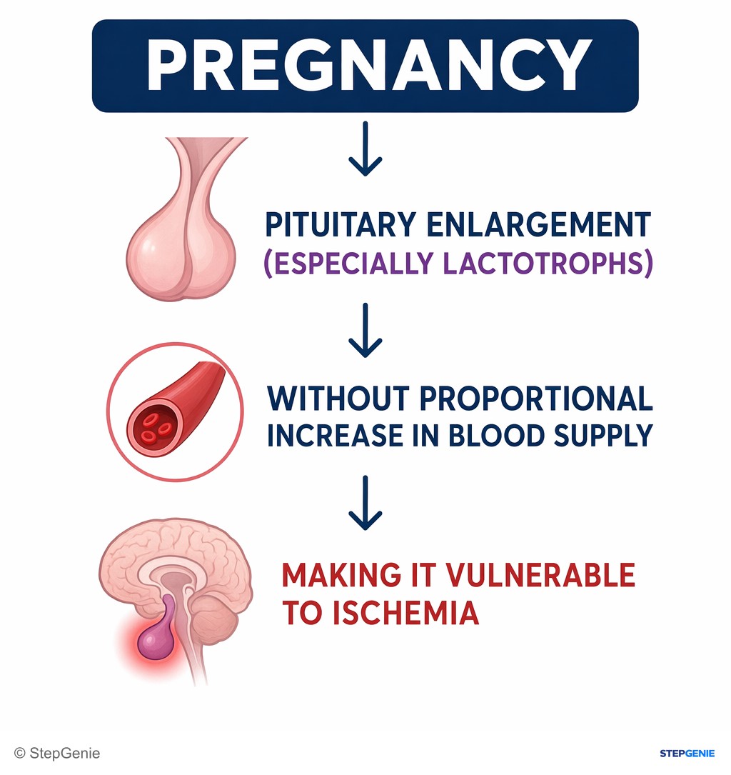 Reasoning step 1: Pregnancy causes pituitary enlargement (especially lactotrophs) without proportional increase in blood supply, making it vulnerable to ischemia.