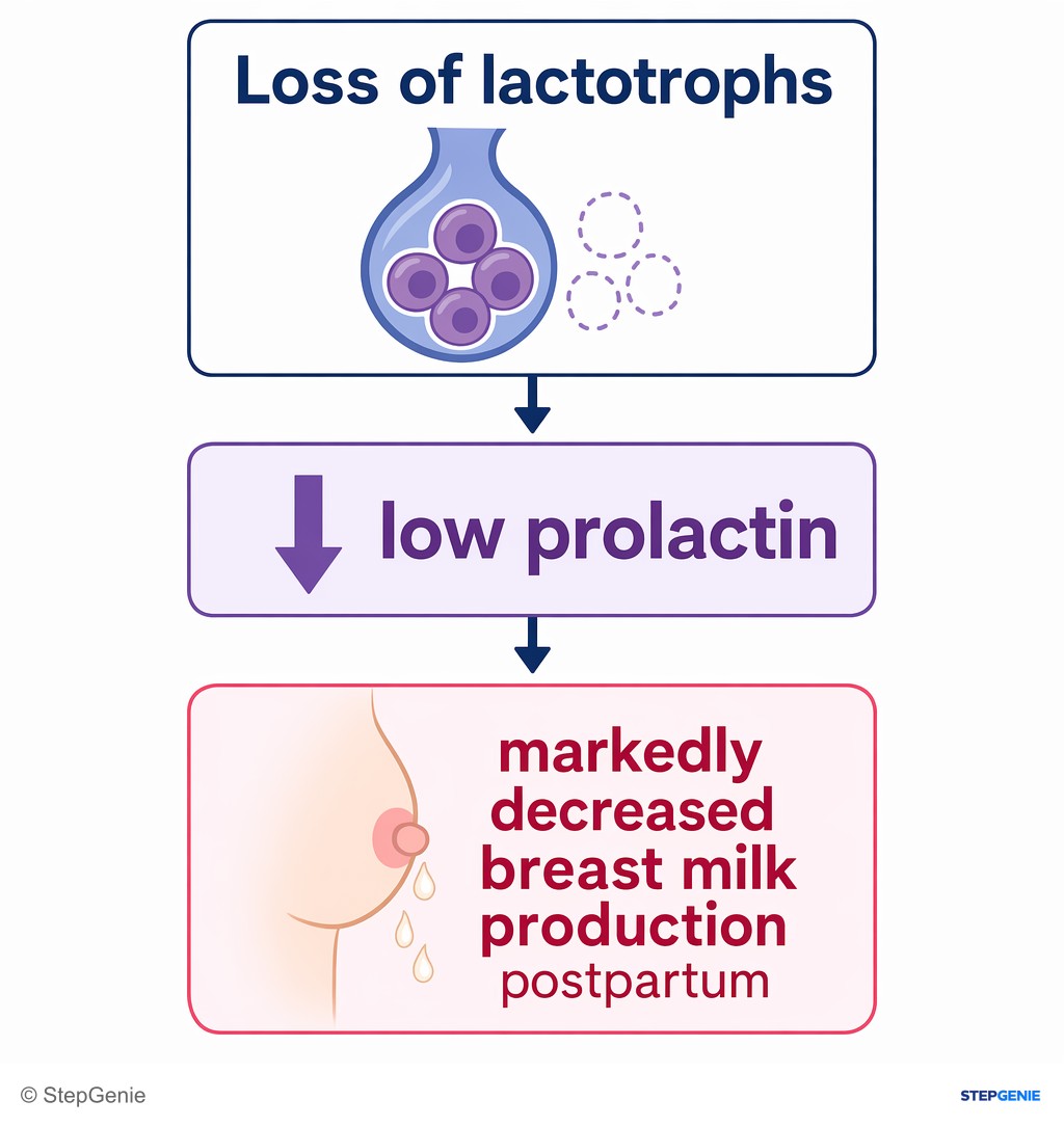 Reasoning step 3: Loss of lactotrophs → low prolactin → markedly decreased breast milk production postpartum.