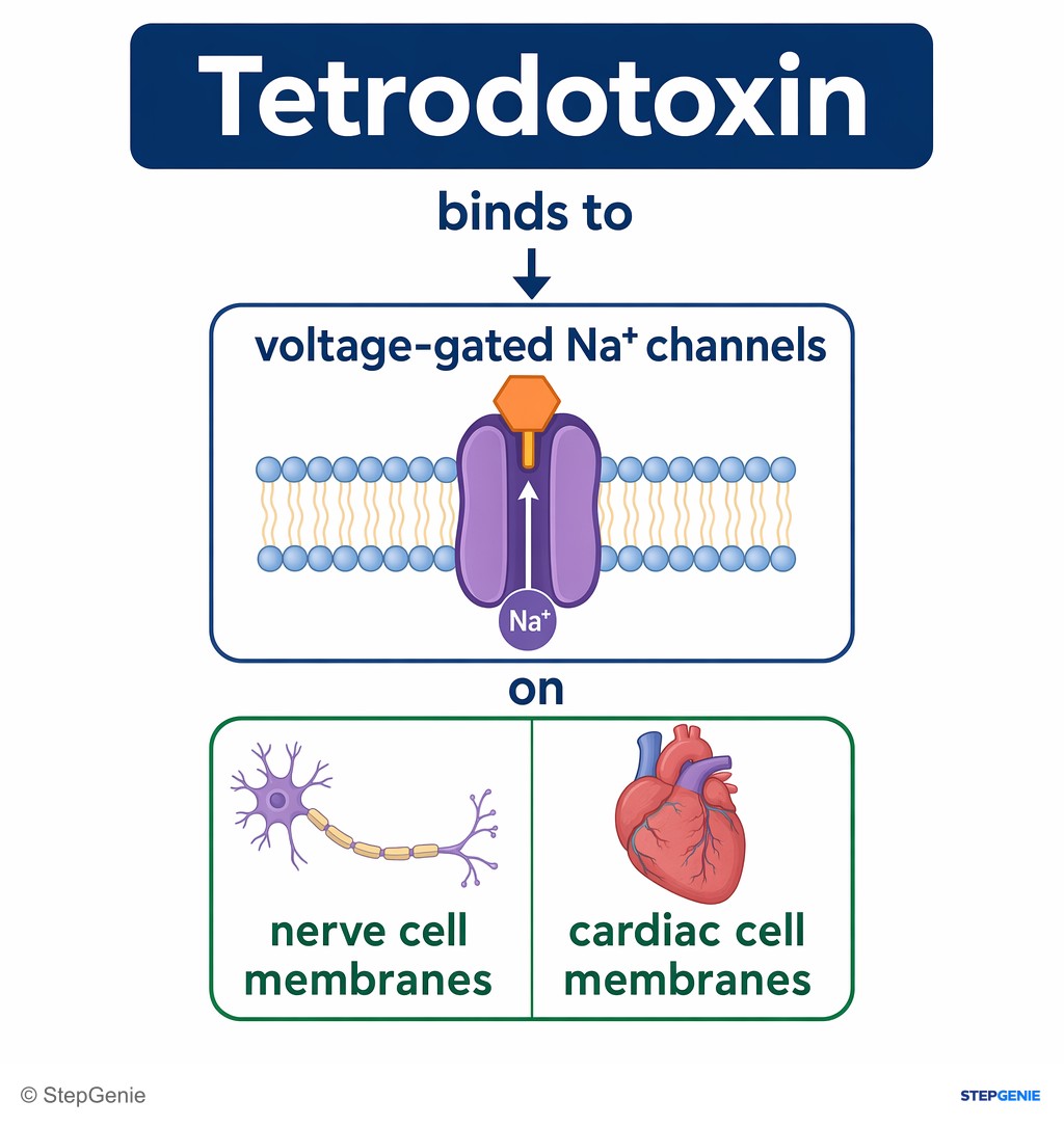 Reasoning step 2: Tetrodotoxin binds to voltage-gated Na⁺ channels on nerve and cardiac cell membranes.