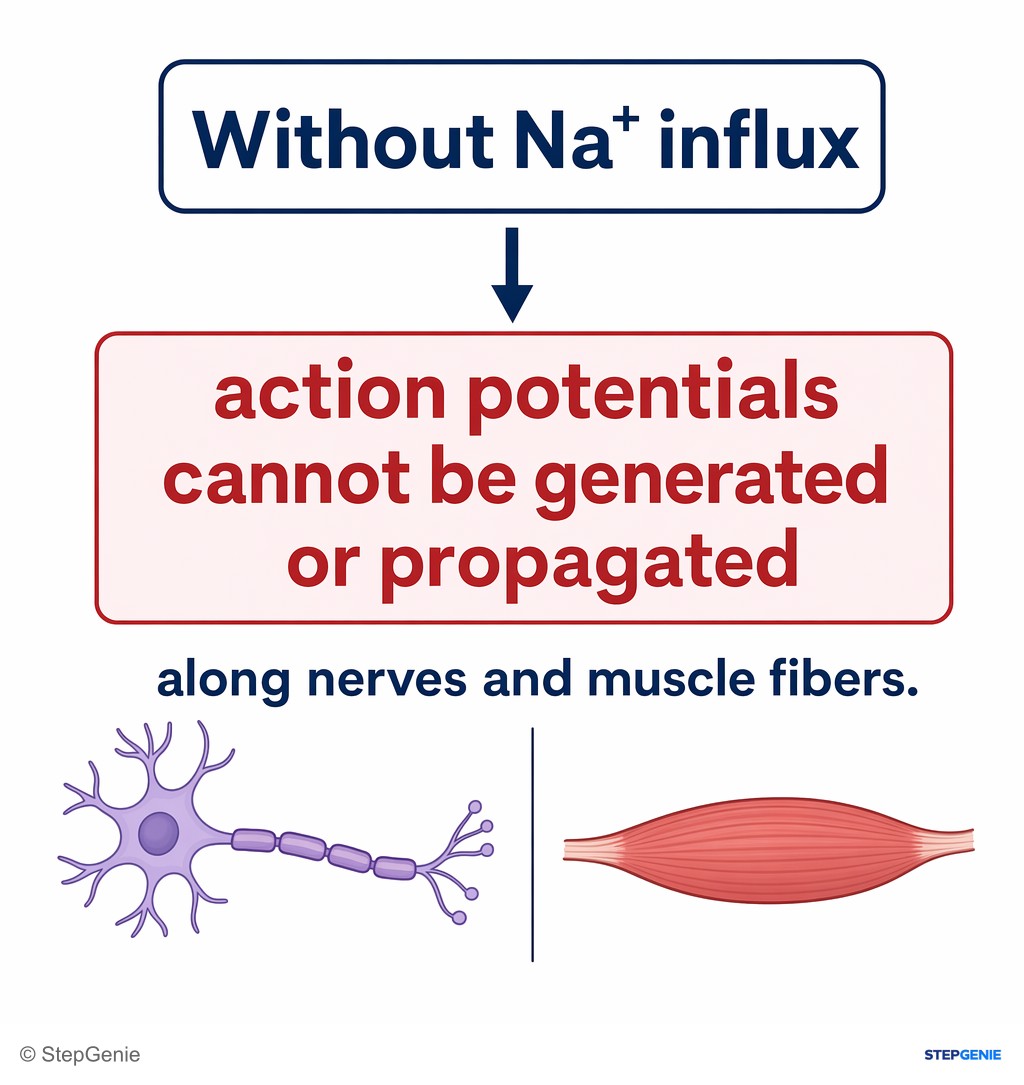 Reasoning step 4: Without Na⁺ influx, action potentials cannot be generated or propagated along nerves and muscle fibers.