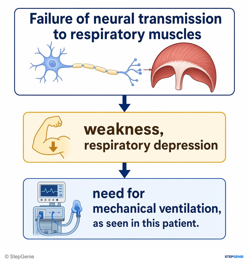 Reasoning step 5: Failure of neural transmission to respiratory muscles → weakness, respiratory depression, and need for mechanical ventilation, as seen in this…