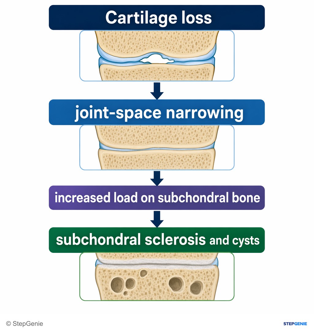 Reasoning step 3: Cartilage loss leads to joint-space narrowing and increased load on subchondral bone → subchondral sclerosis and cysts.