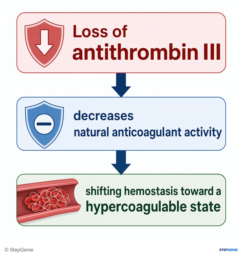 Reasoning step 3: Loss of antithrombin III decreases natural anticoagulant activity, shifting hemostasis toward a hypercoagulable state.