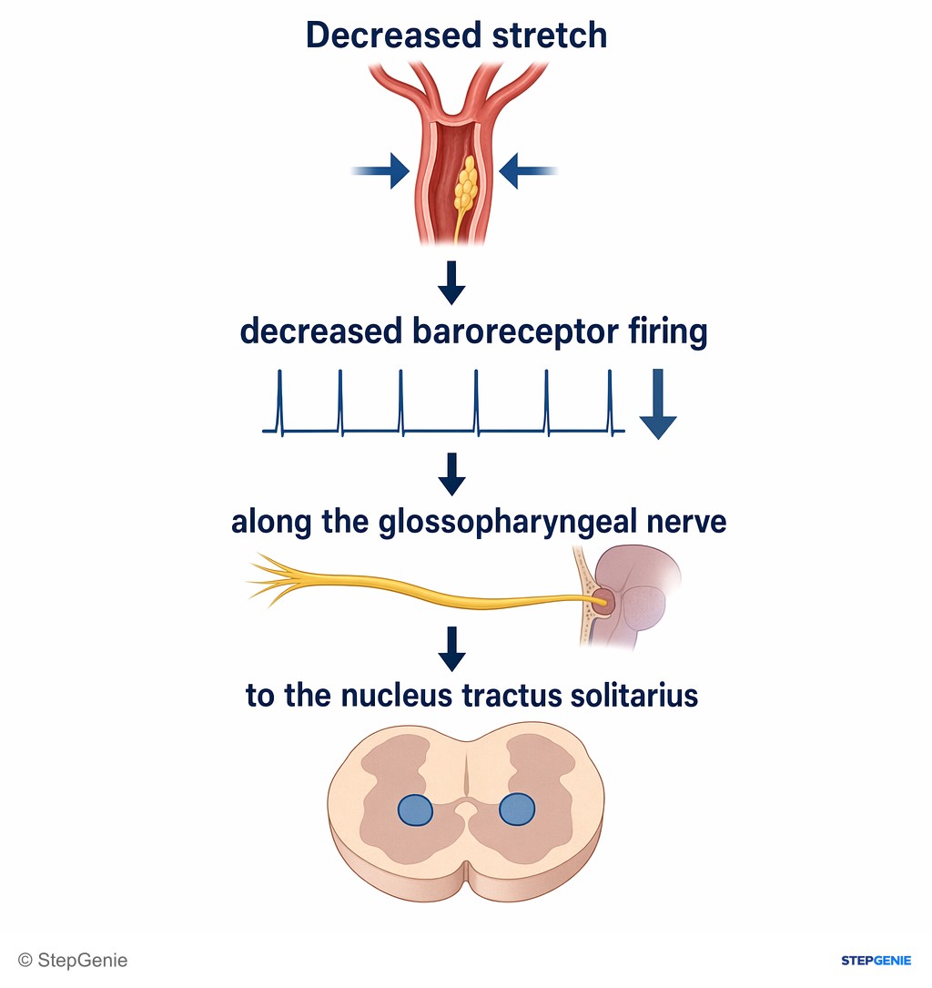 Reasoning step 4: Decreased stretch leads to decreased baroreceptor firing along the glossopharyngeal nerve to the nucleus tractus solitarius.