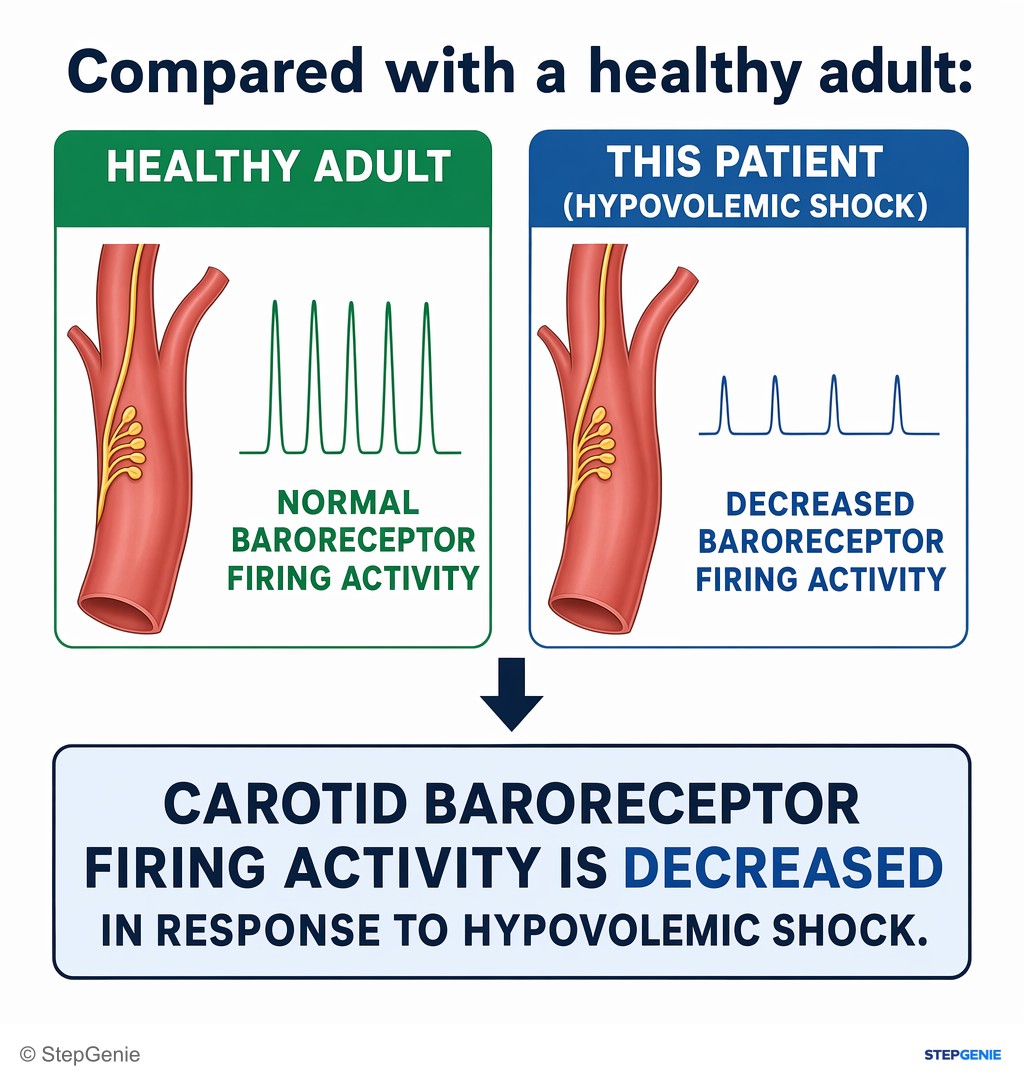 Reasoning step 6: Therefore, compared with a healthy adult, this patient’s carotid baroreceptor firing activity is decreased in response to hypovolemic shock.
