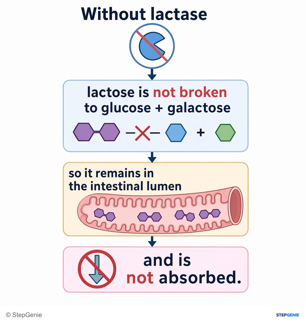 Reasoning step 2: Without lactase, lactose is not broken to glucose + galactose, so it remains in the intestinal lumen and is not absorbed.