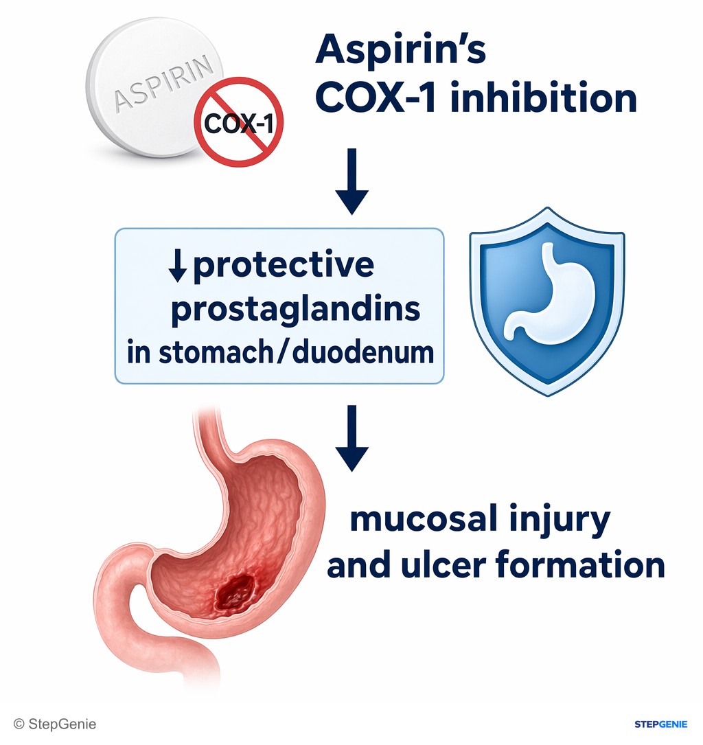 Reasoning step 4: Aspirin’s COX-1 inhibition → ↓protective prostaglandins in stomach/duodenum → mucosal injury and ulcer formation.